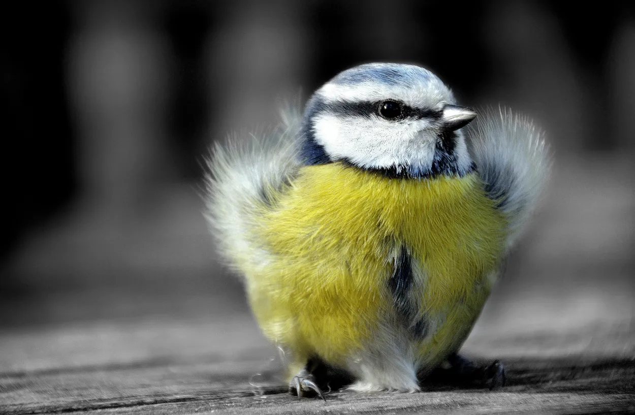 Entry 2469744