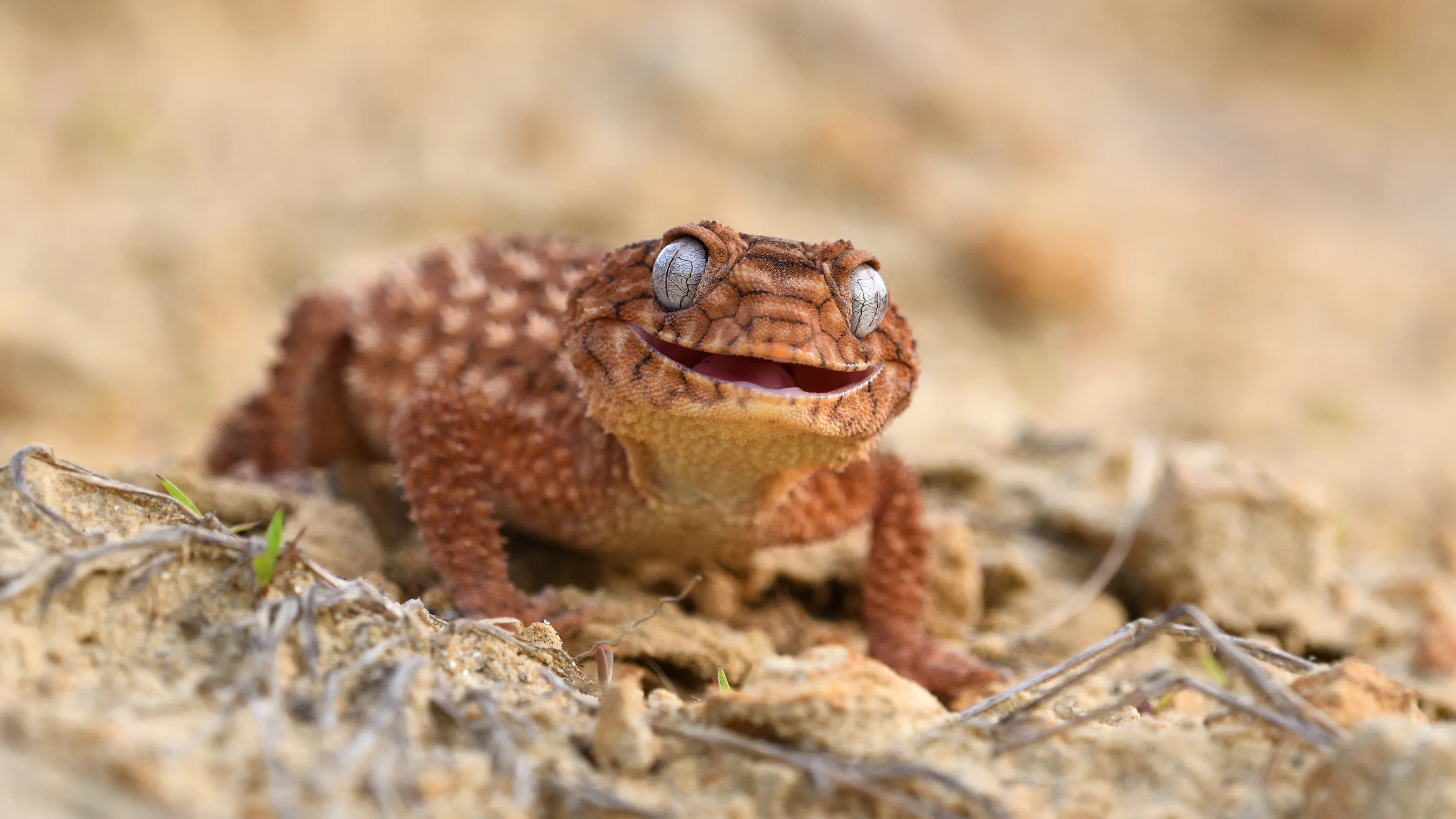 Smile