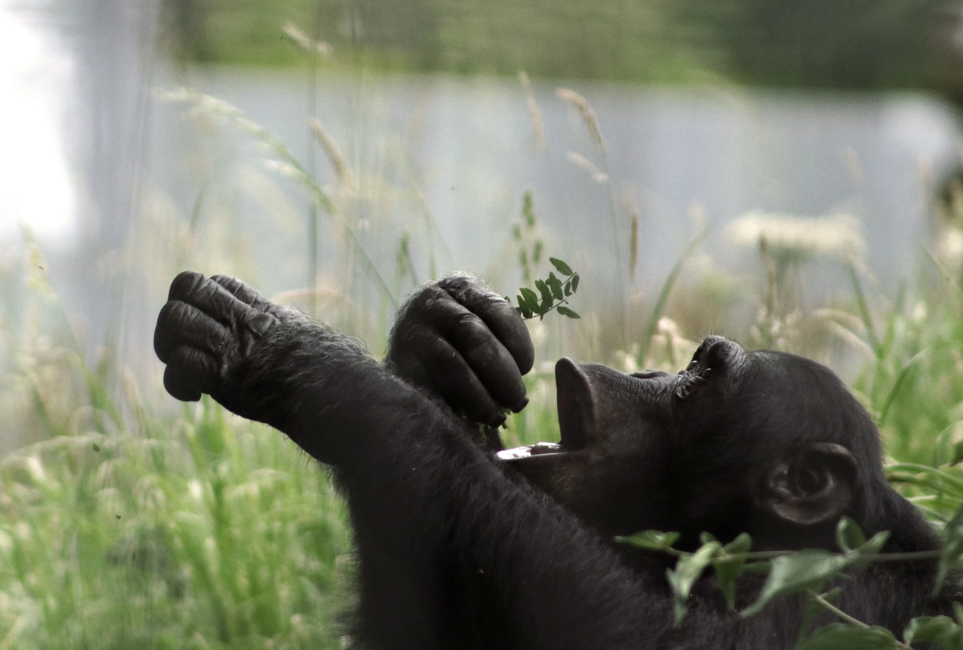 Chimp