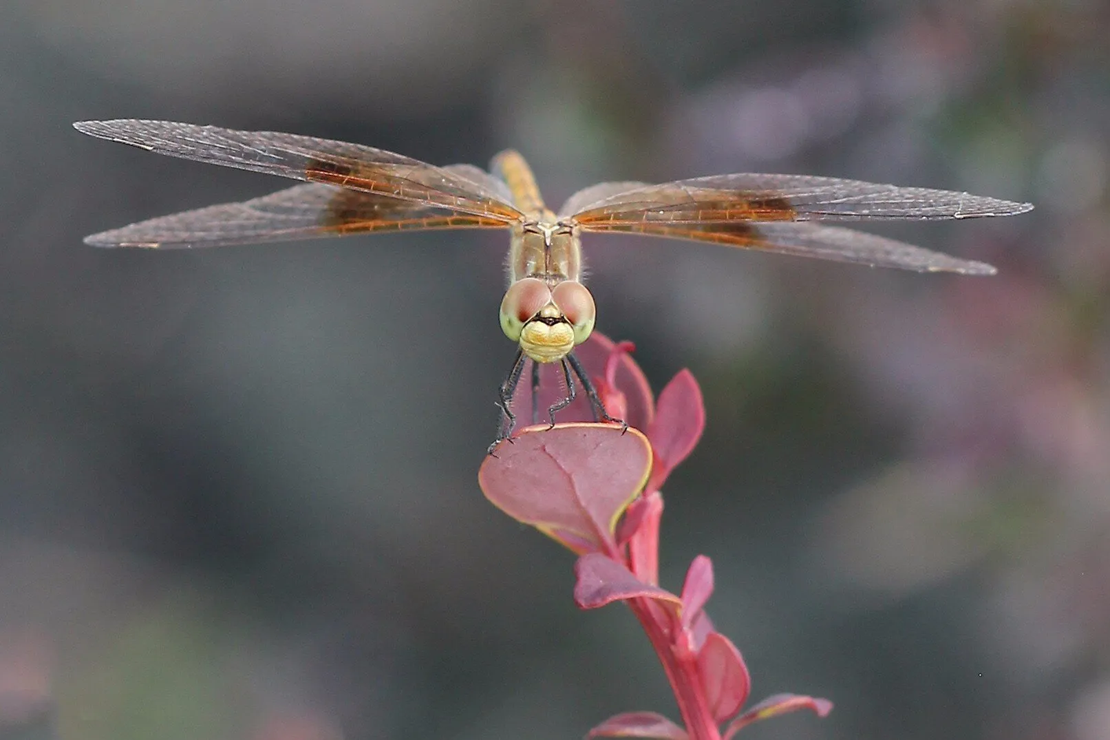 Dragonfly