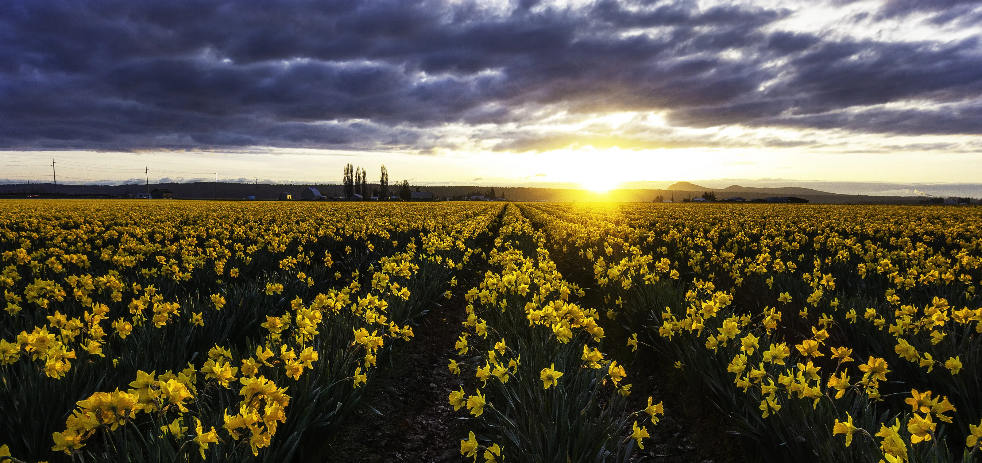 Field of daffodils