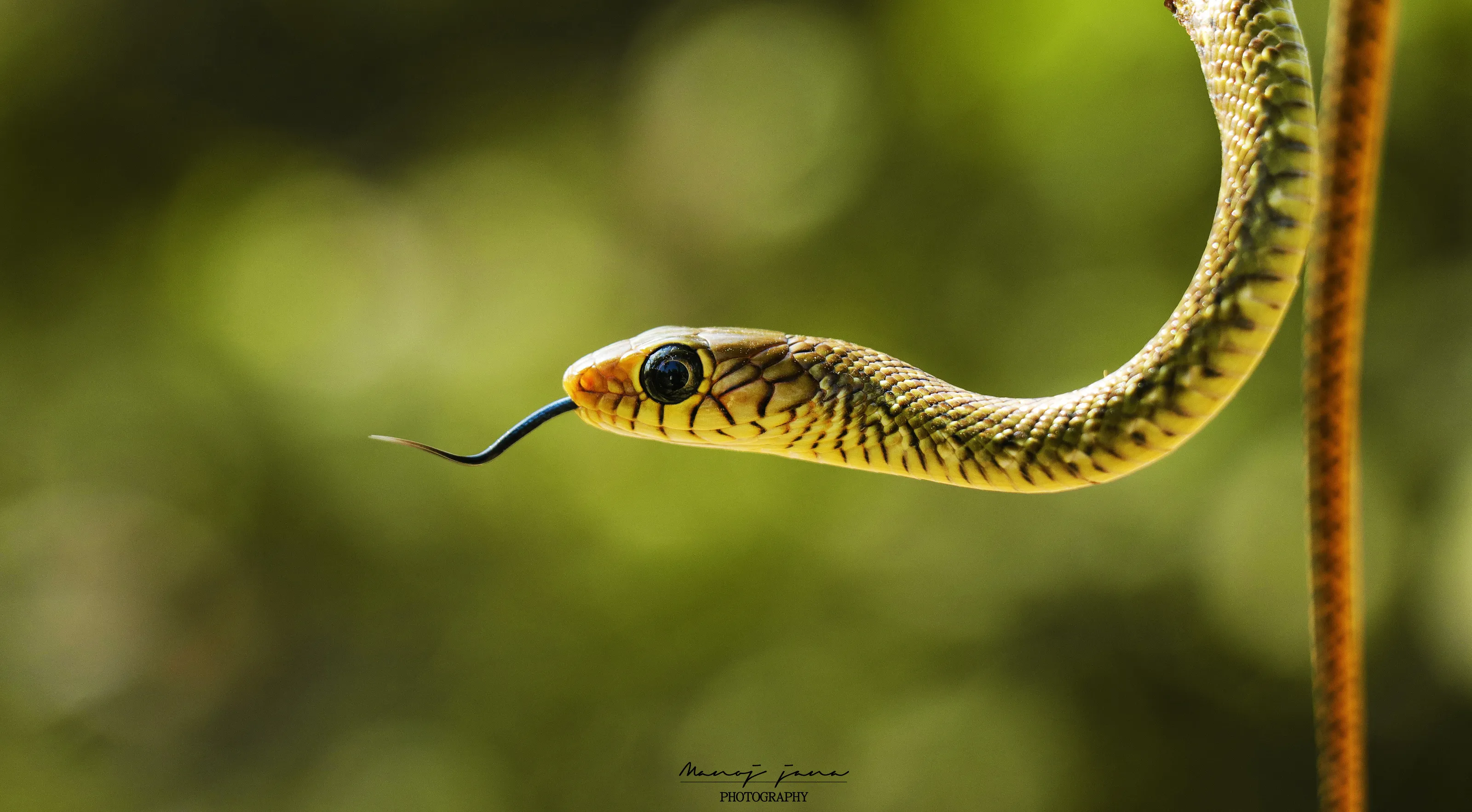 Angry snake