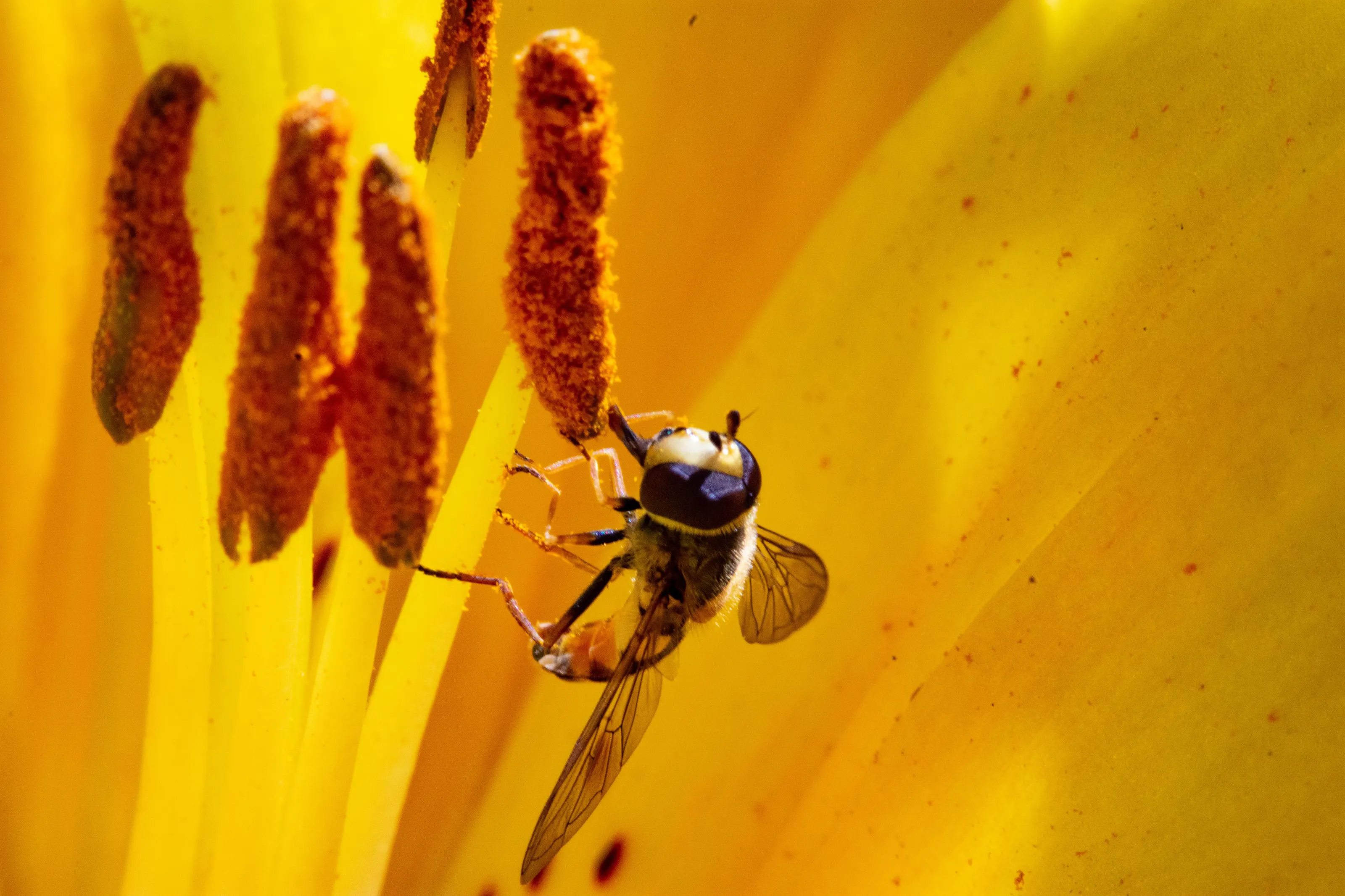 A bugs life