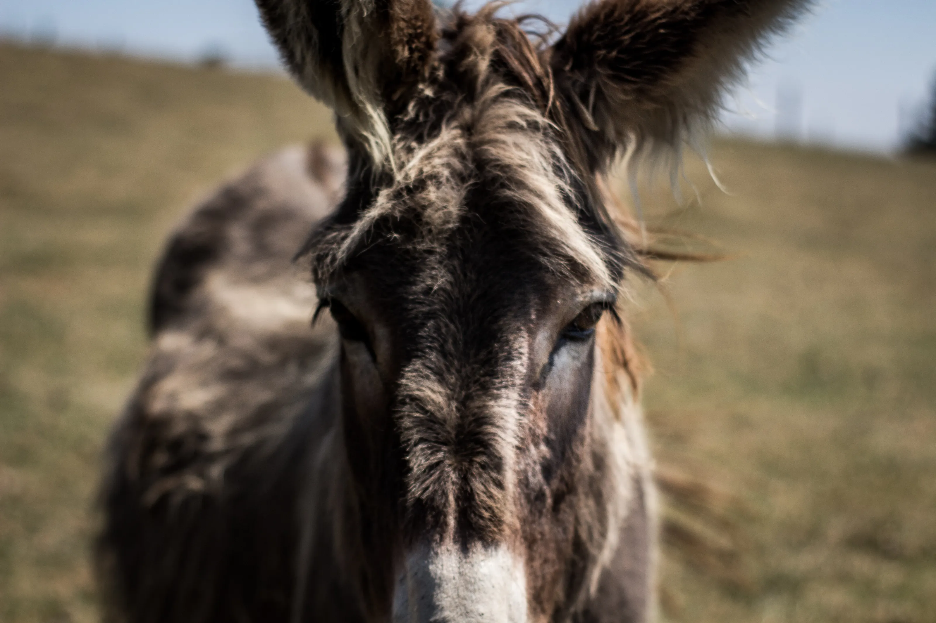 Wise Donkey of Northampton