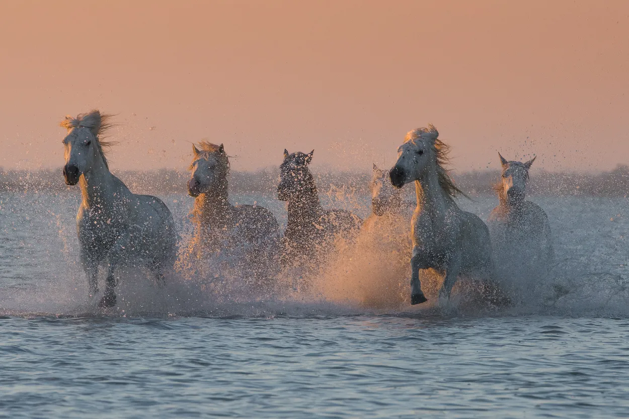 Entry 6134781
