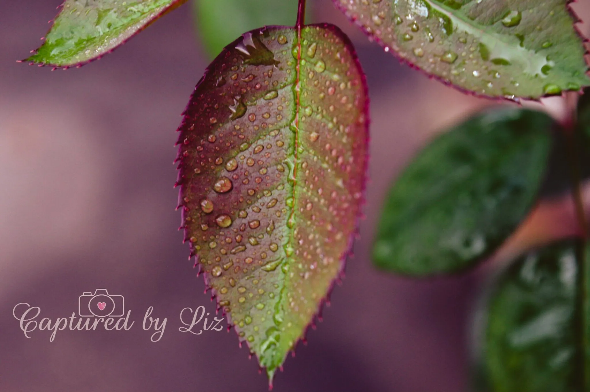 Leaf after the rain