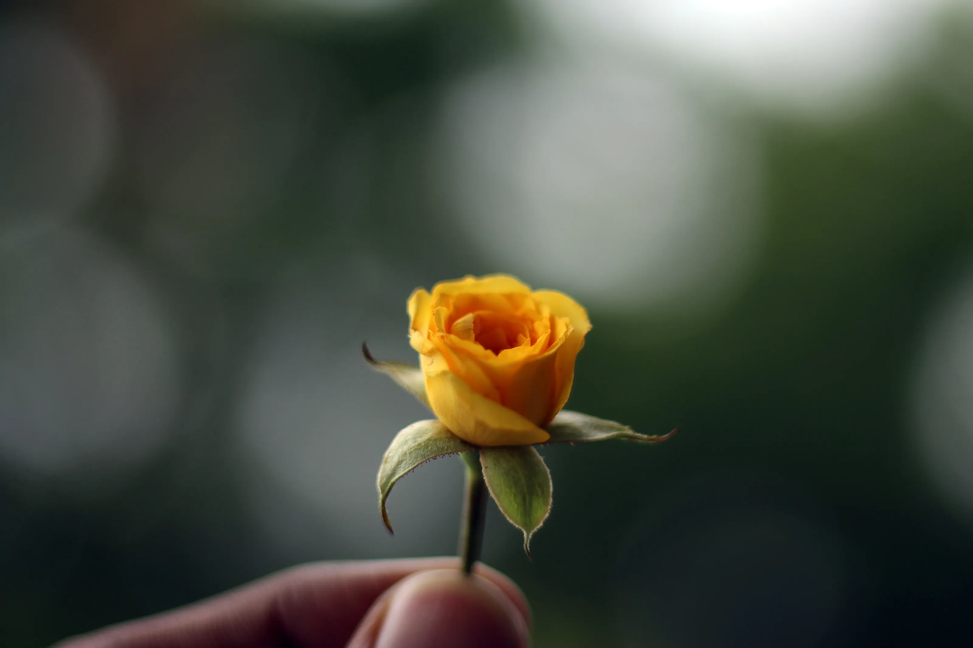 Yellow Rose