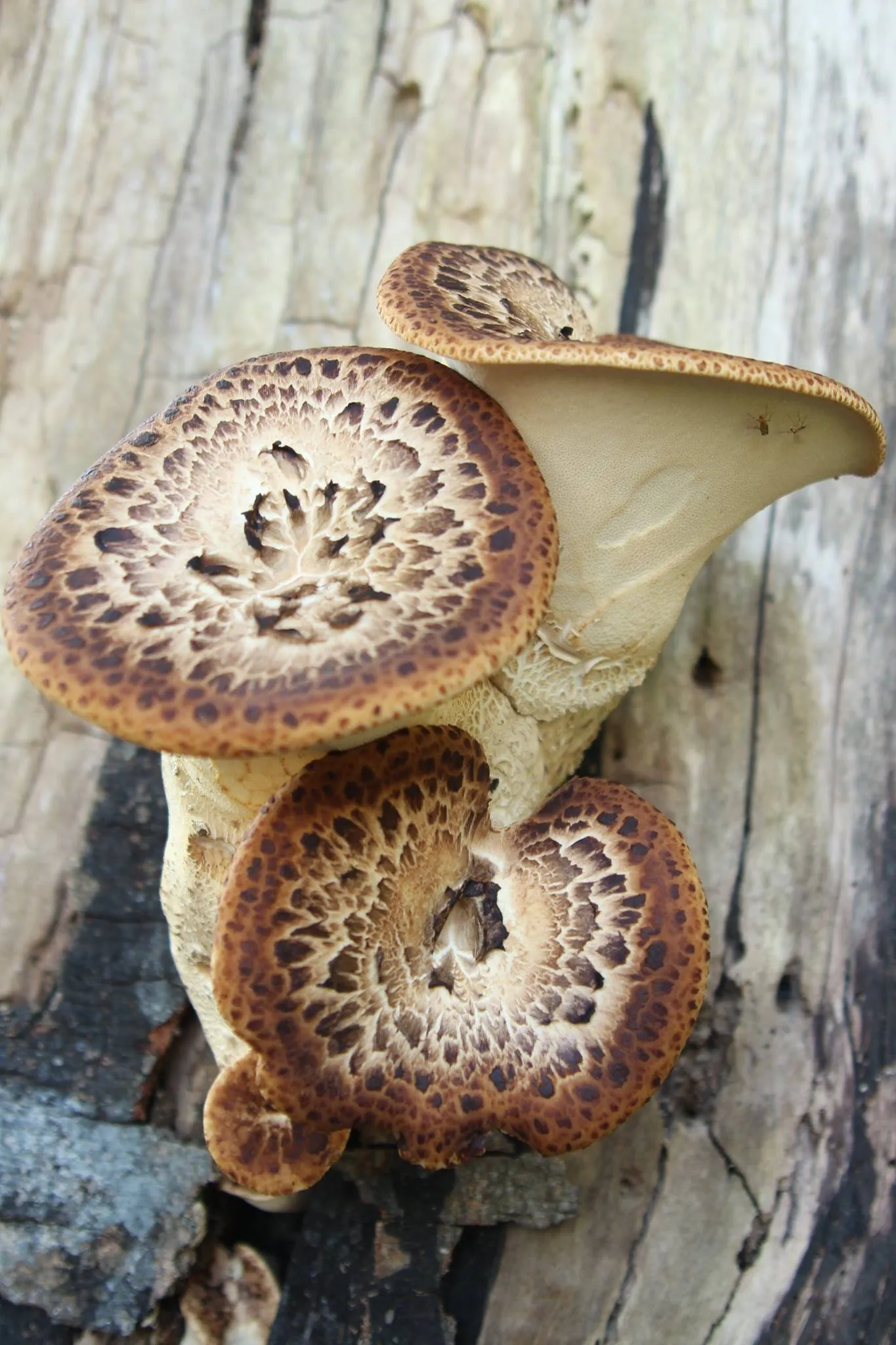 Fungi