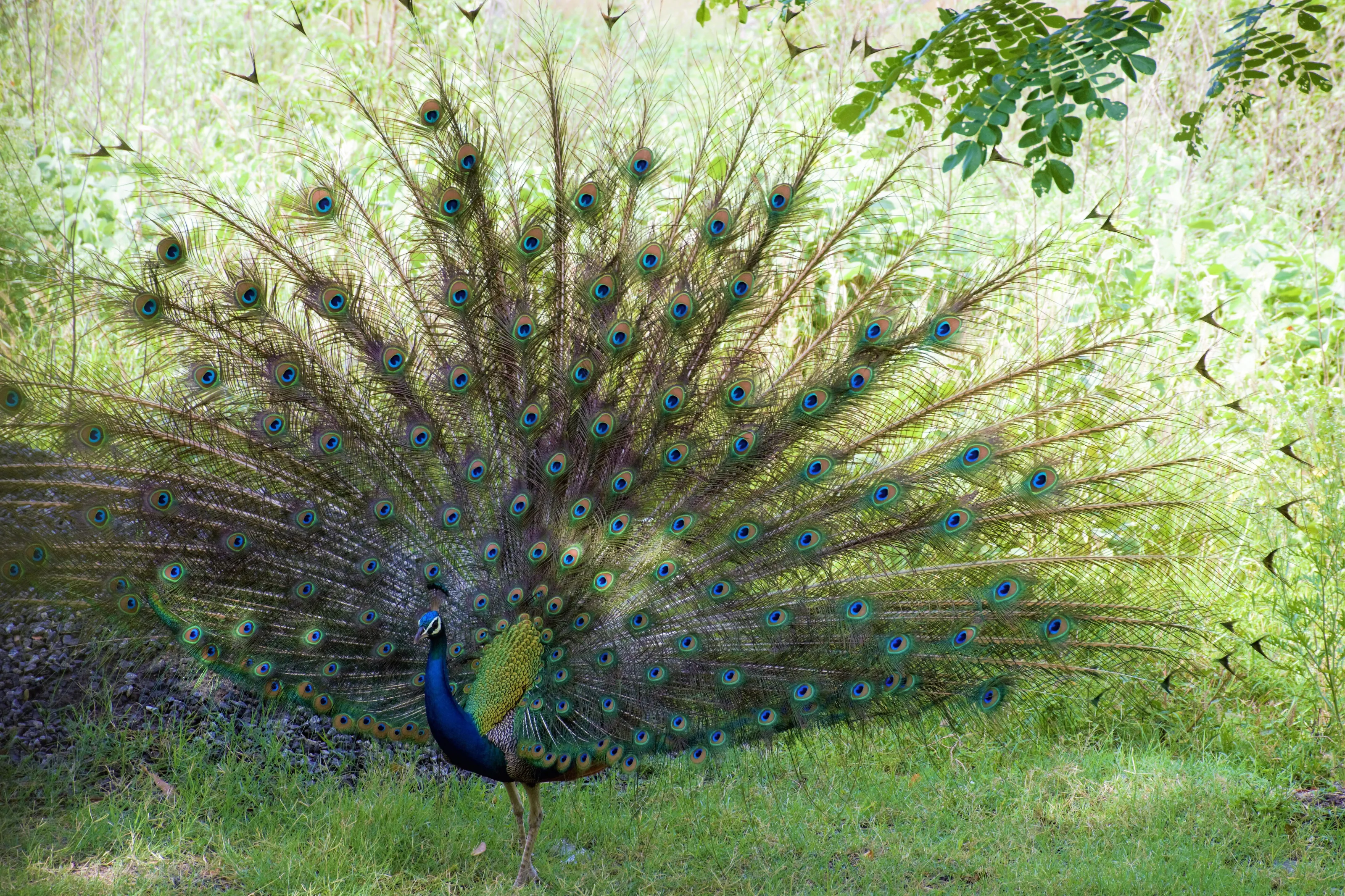 Royal Peacock