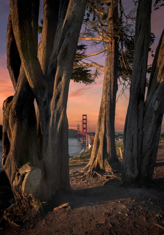 Between the Trees | San Francisco
