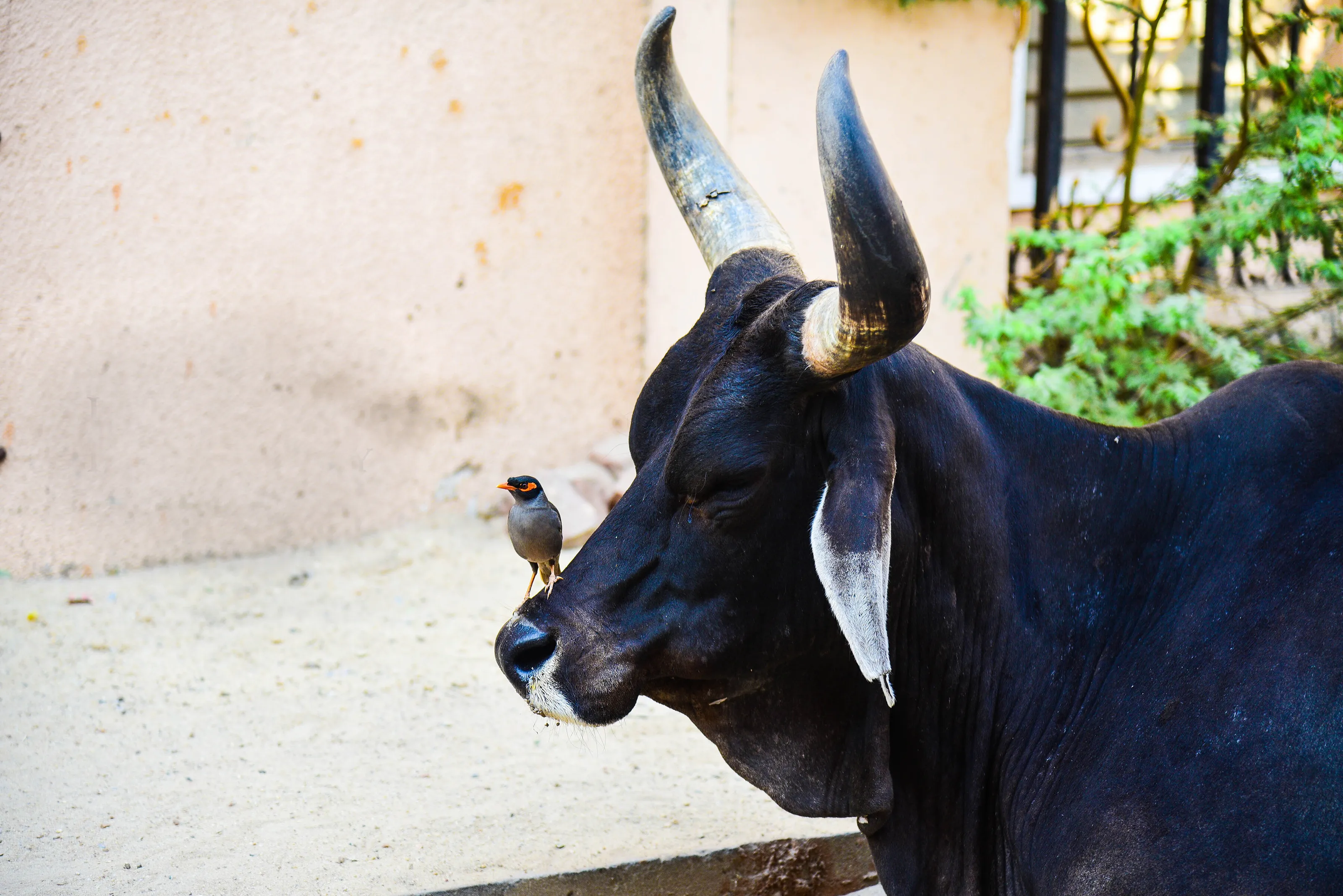 All creatures are deserving of a life free from fear and pain.