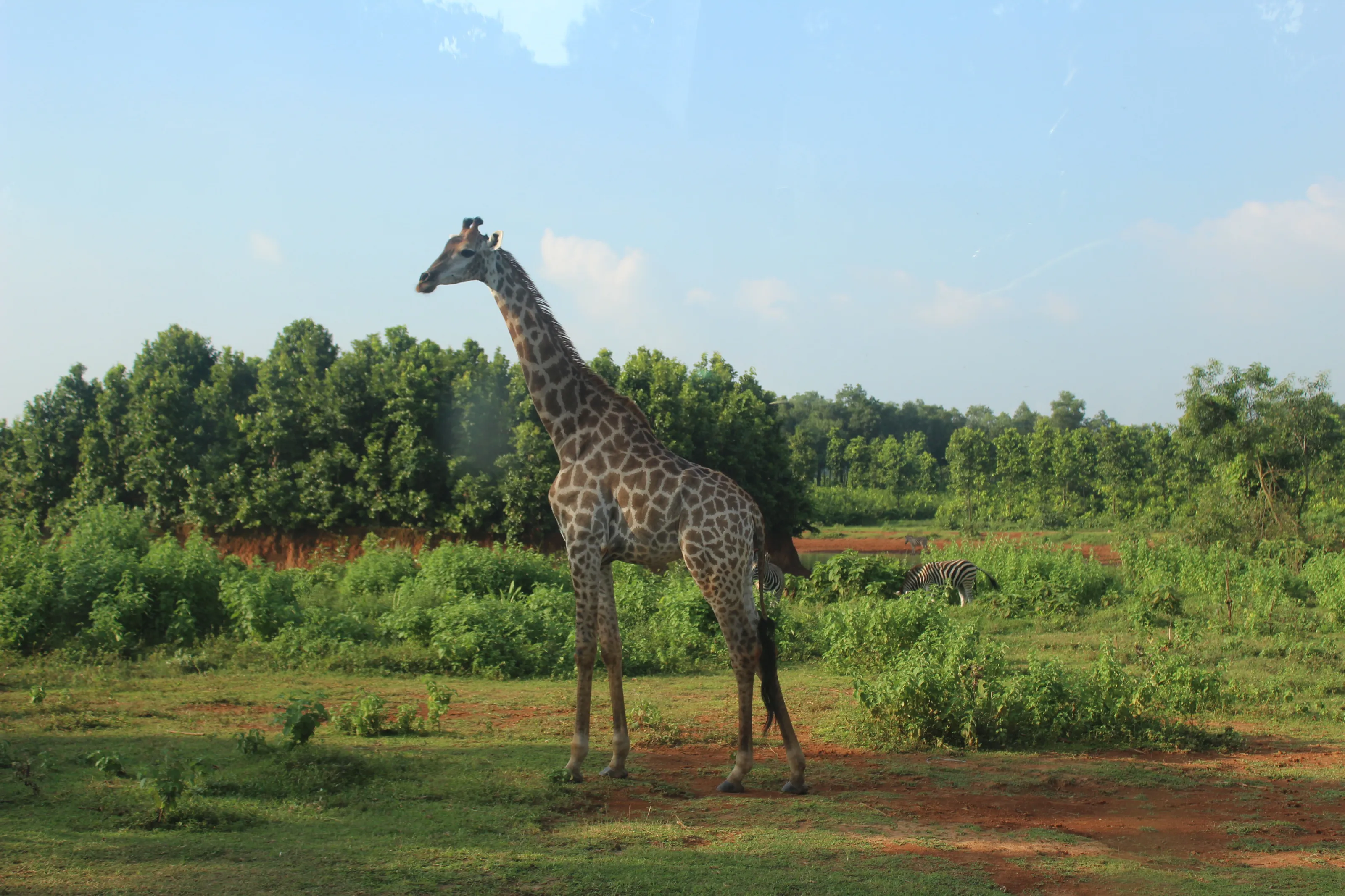 Girafees