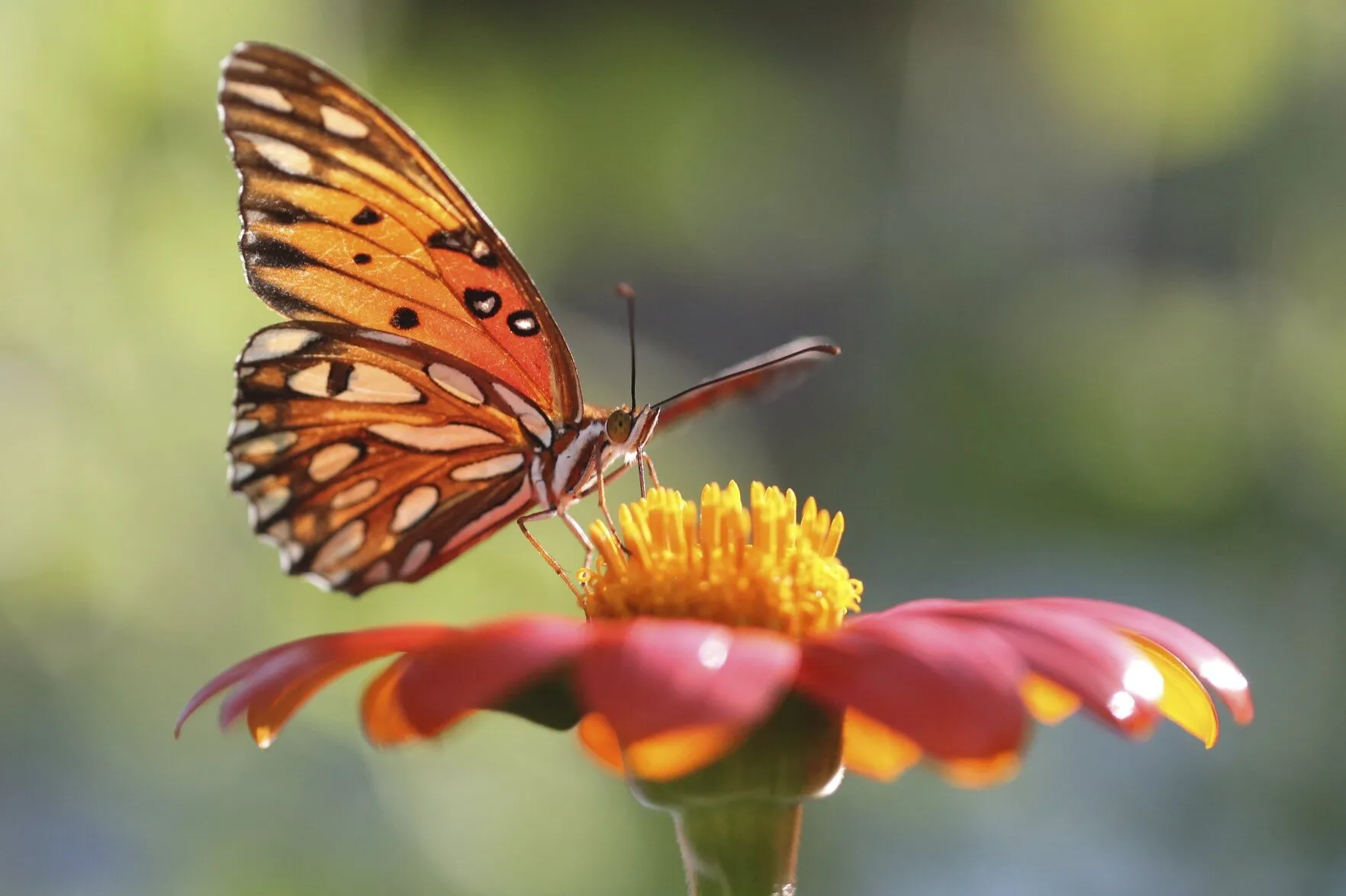 Hungry Hungry... Butterfly
