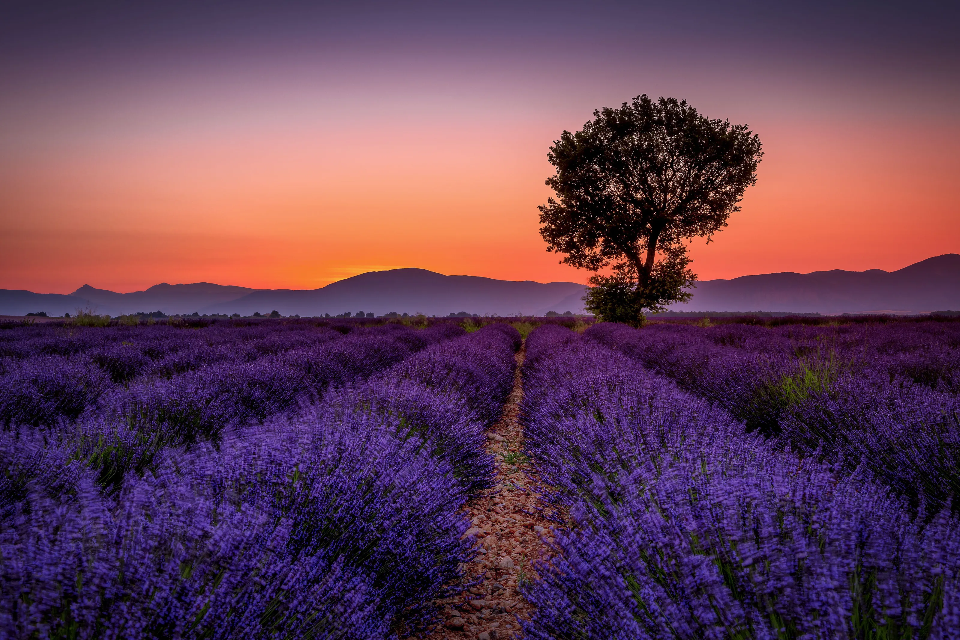 Sunrise over the Lavender Fields of Provence