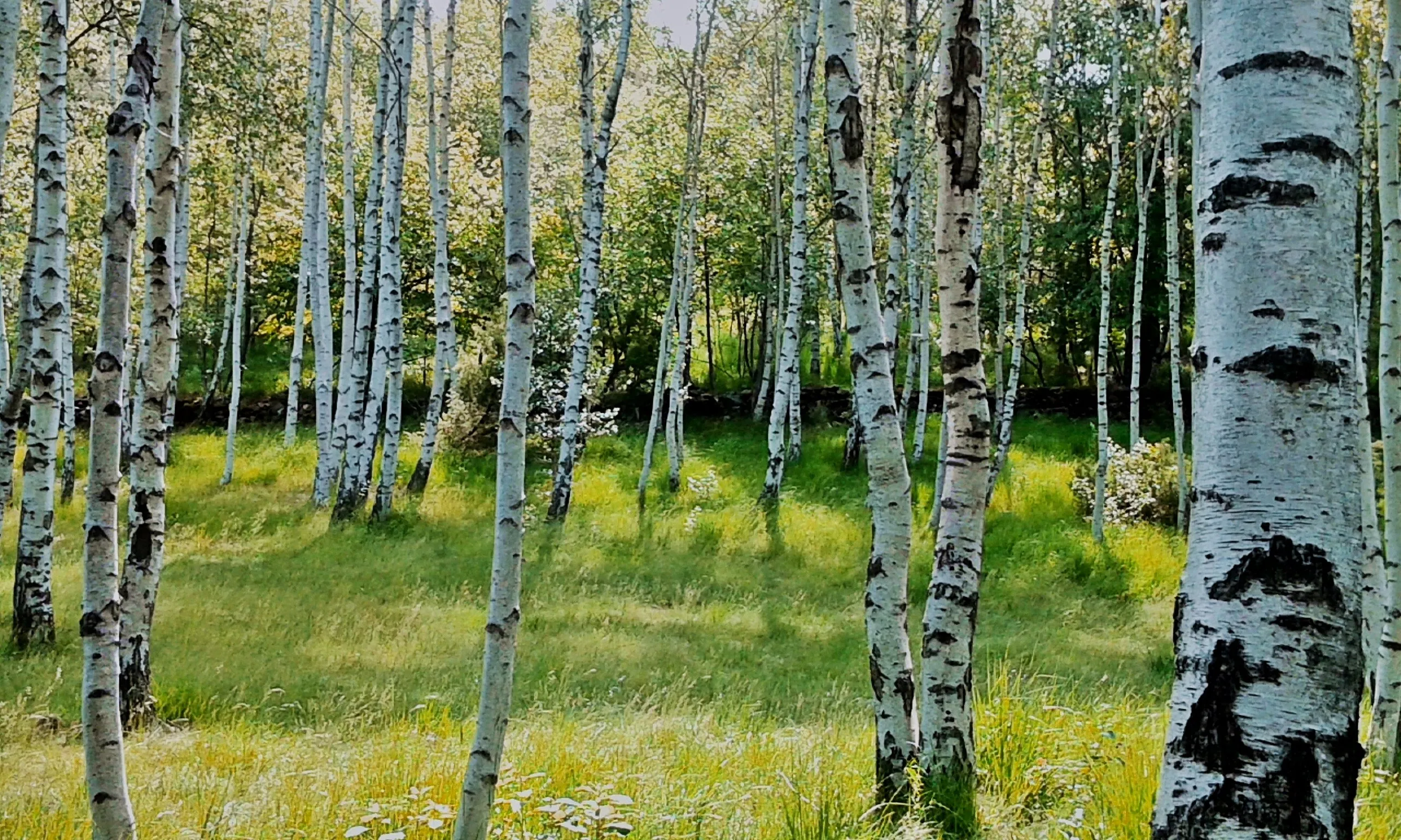 betula in spring