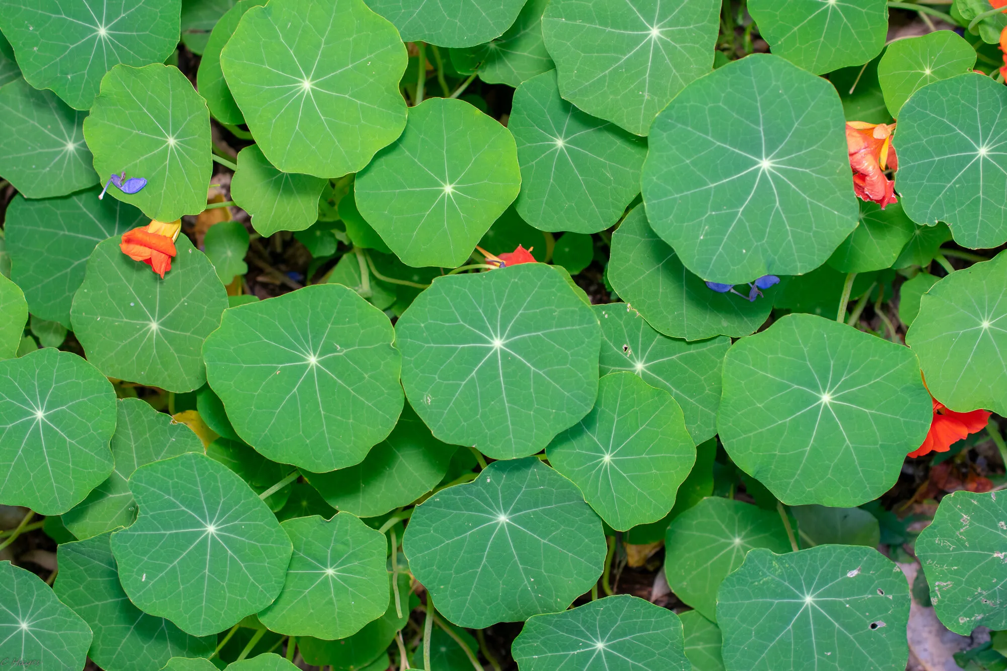 Blanket of green