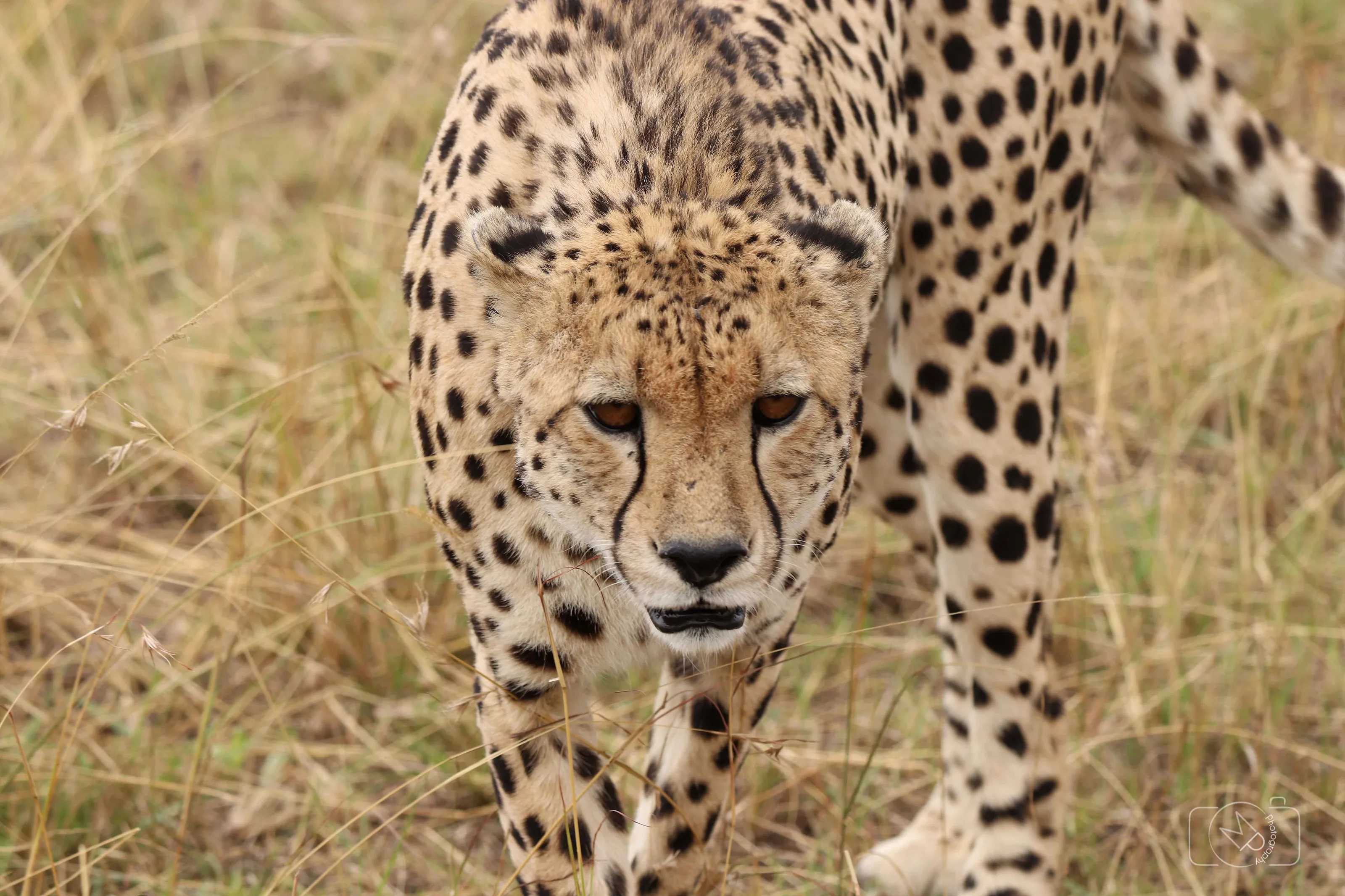 Cheetah in Tanzania