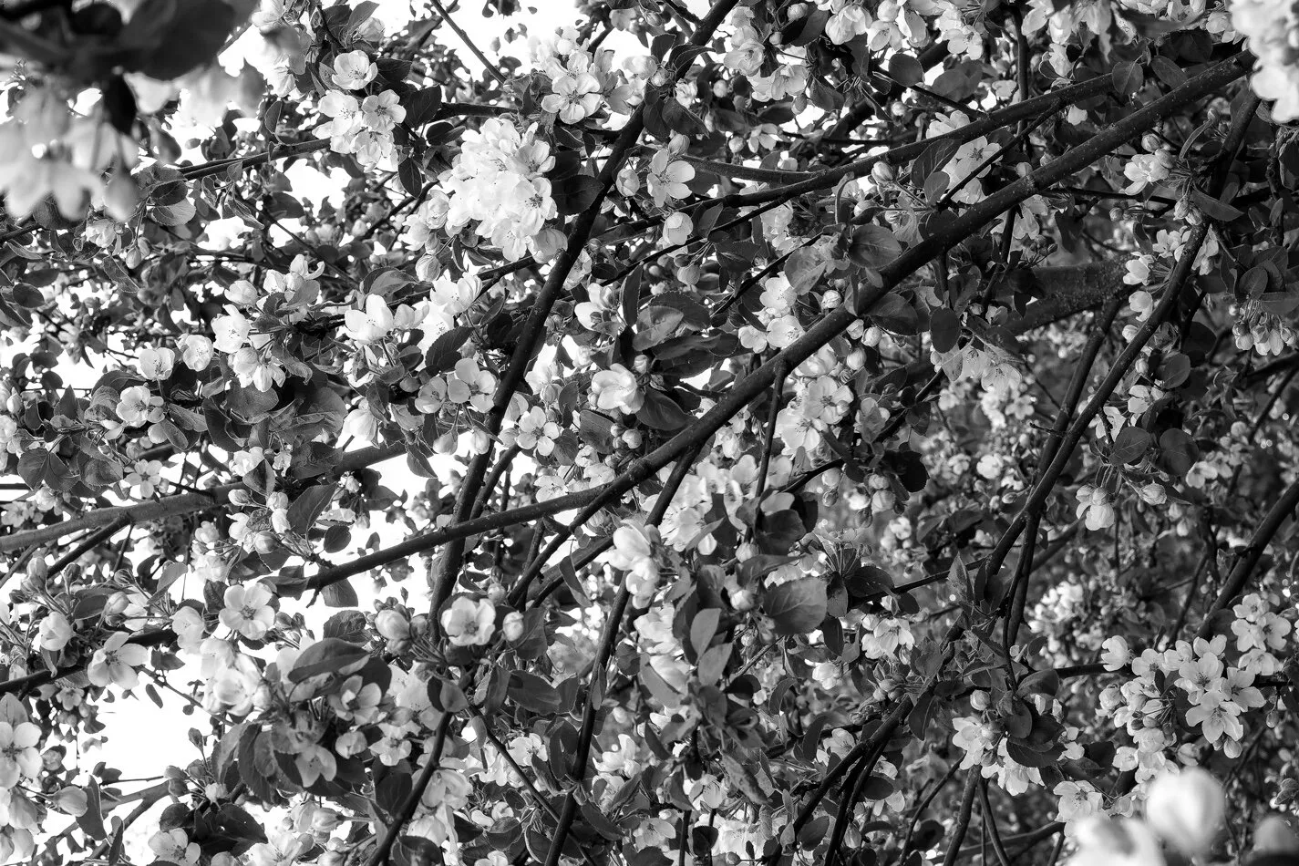Blooming