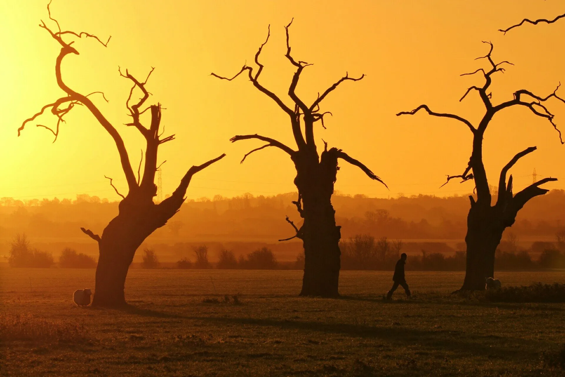 Dead trees and fluffy sheep