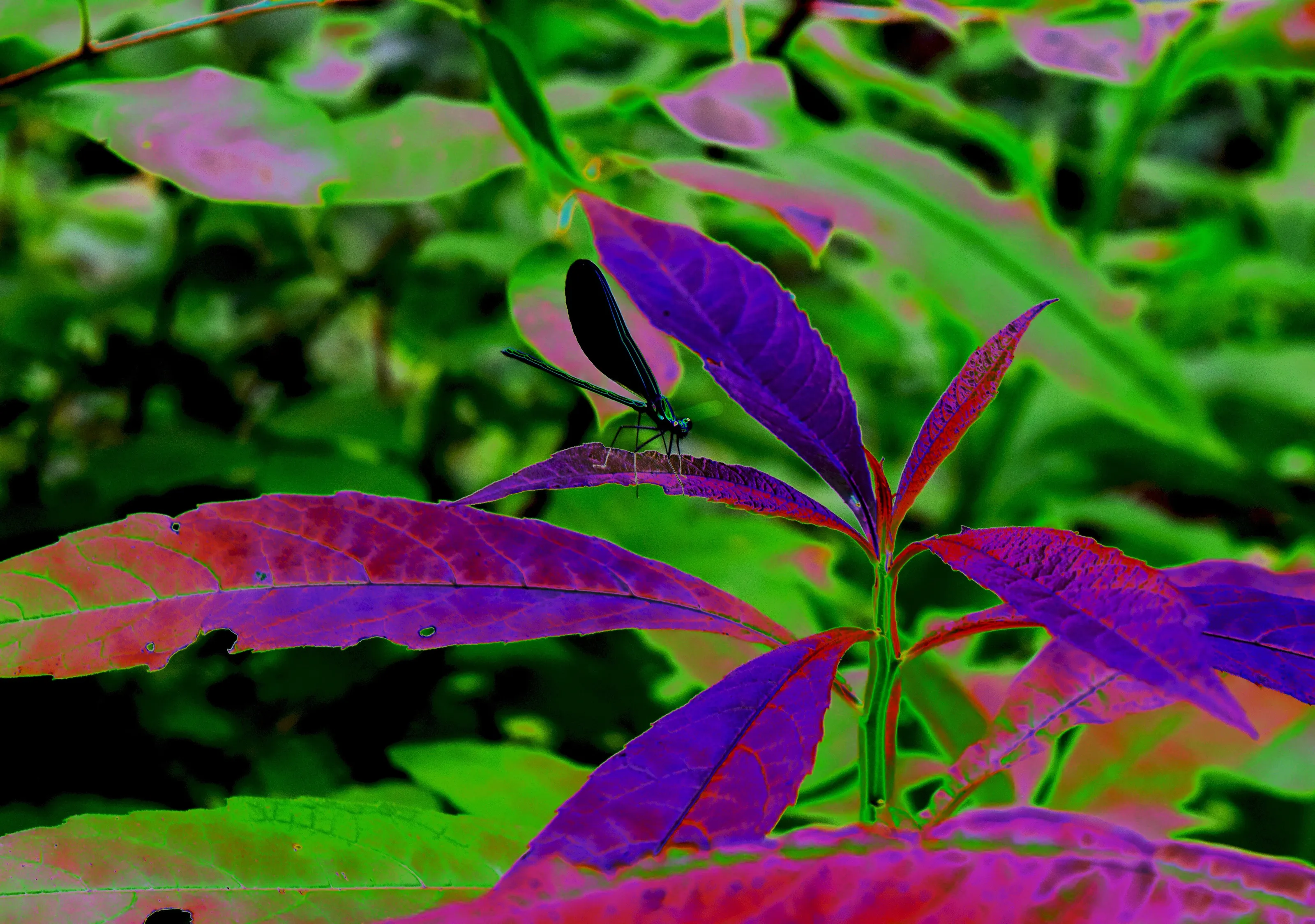 Wild blue inverted
