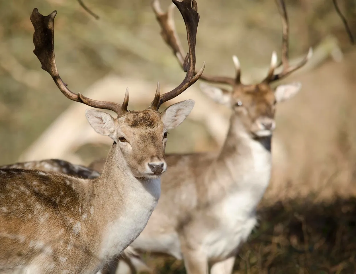 Entry 159646
