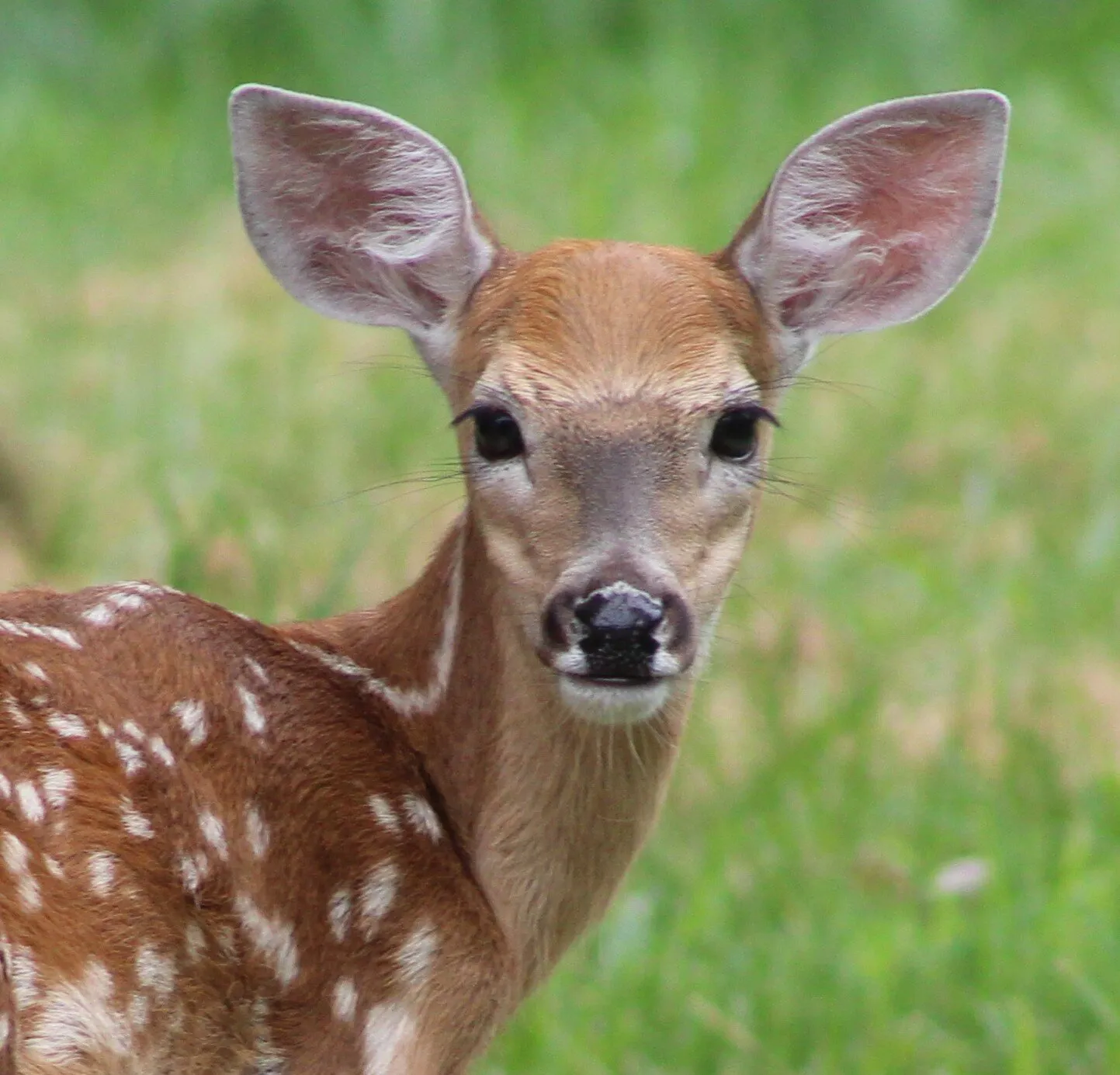 My Deer Friend