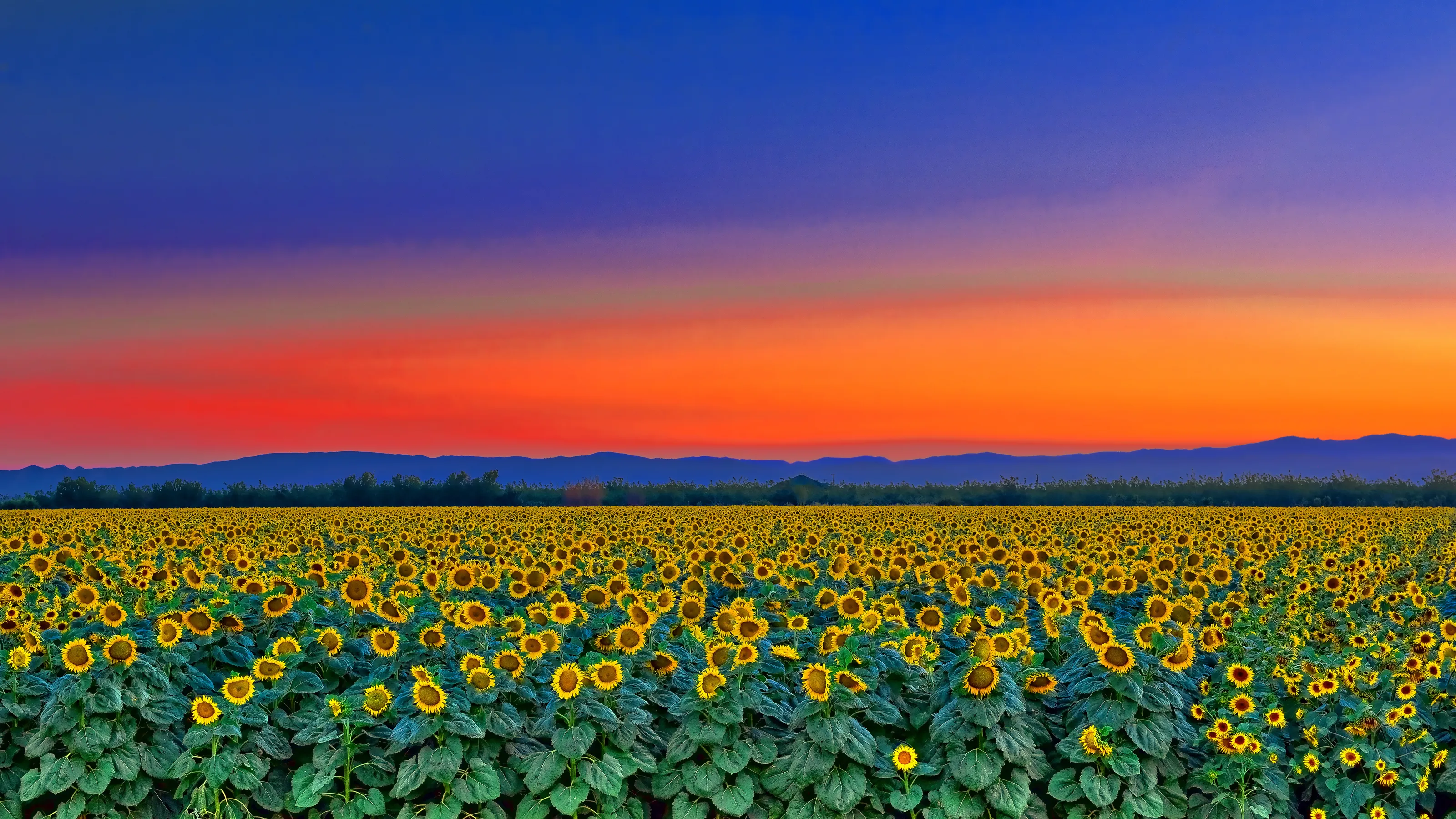 Sunset Sunflowers