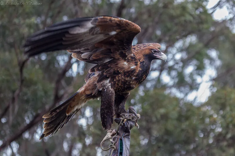 Wedge Tail Eagle