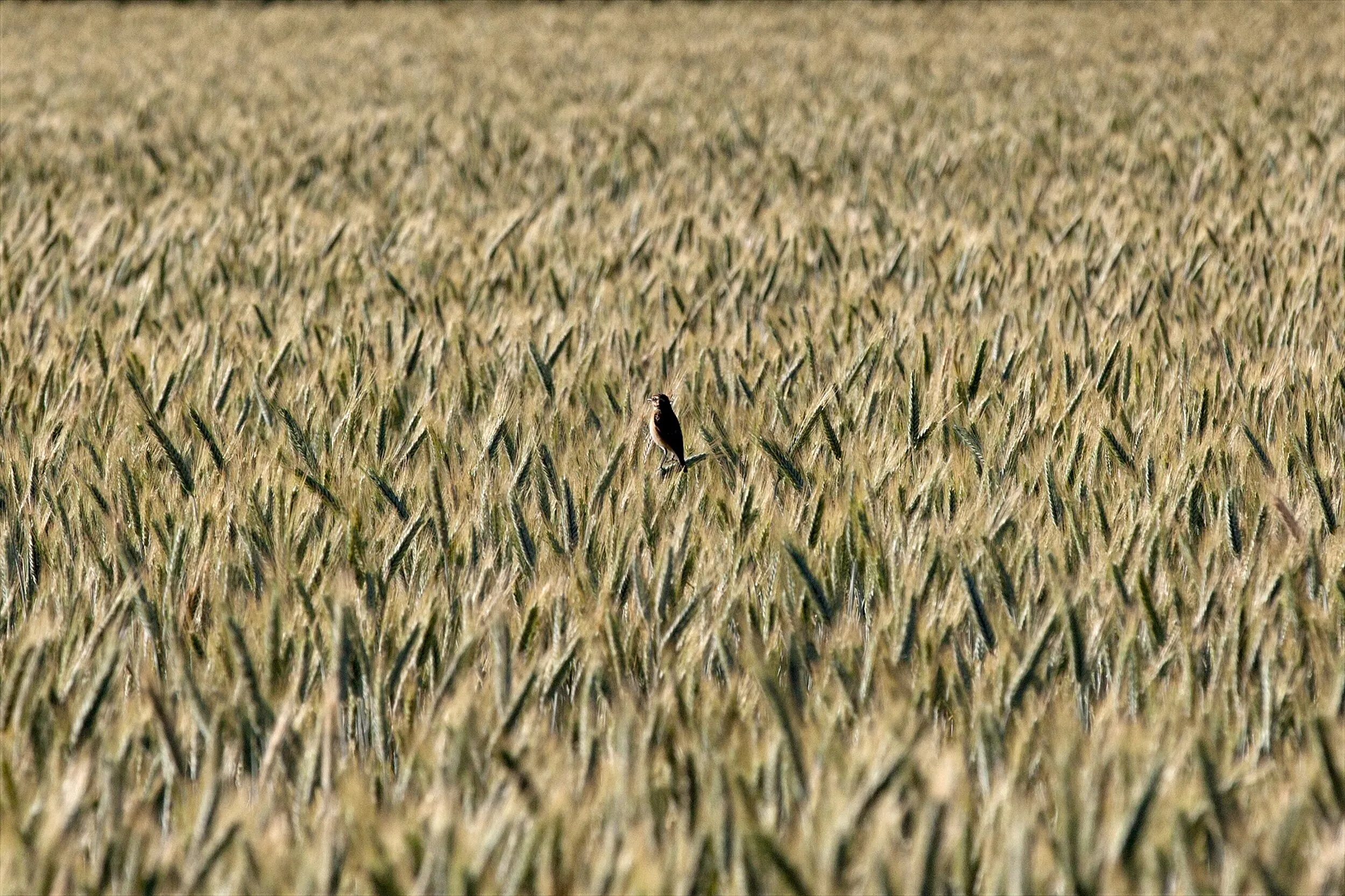 Single Bird