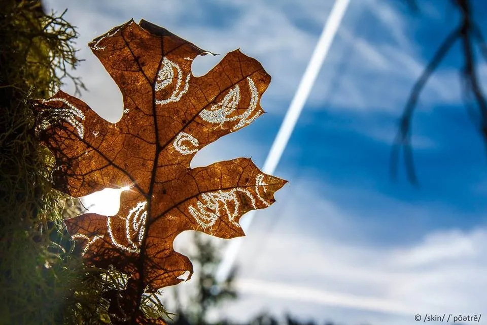 Leaf Worm