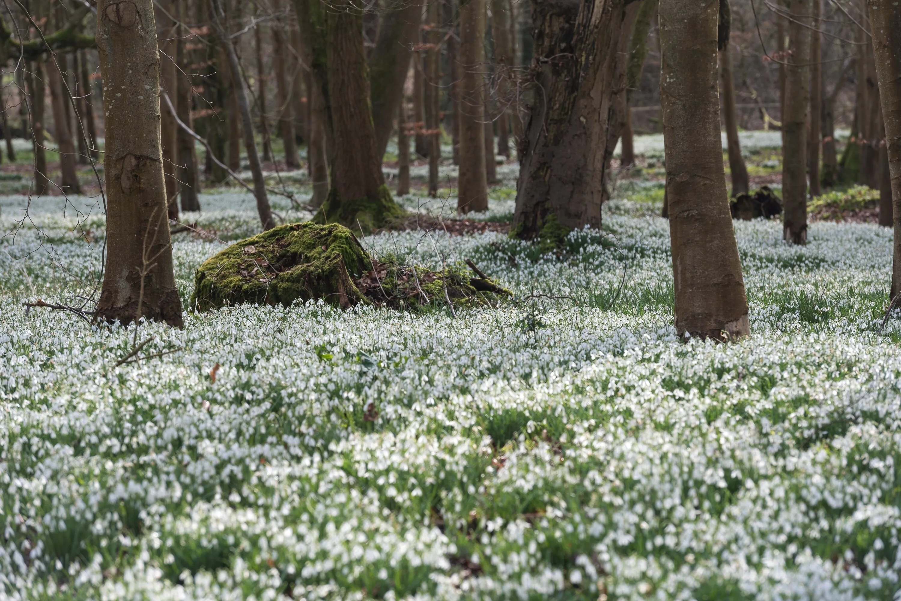 Snowdrop wood