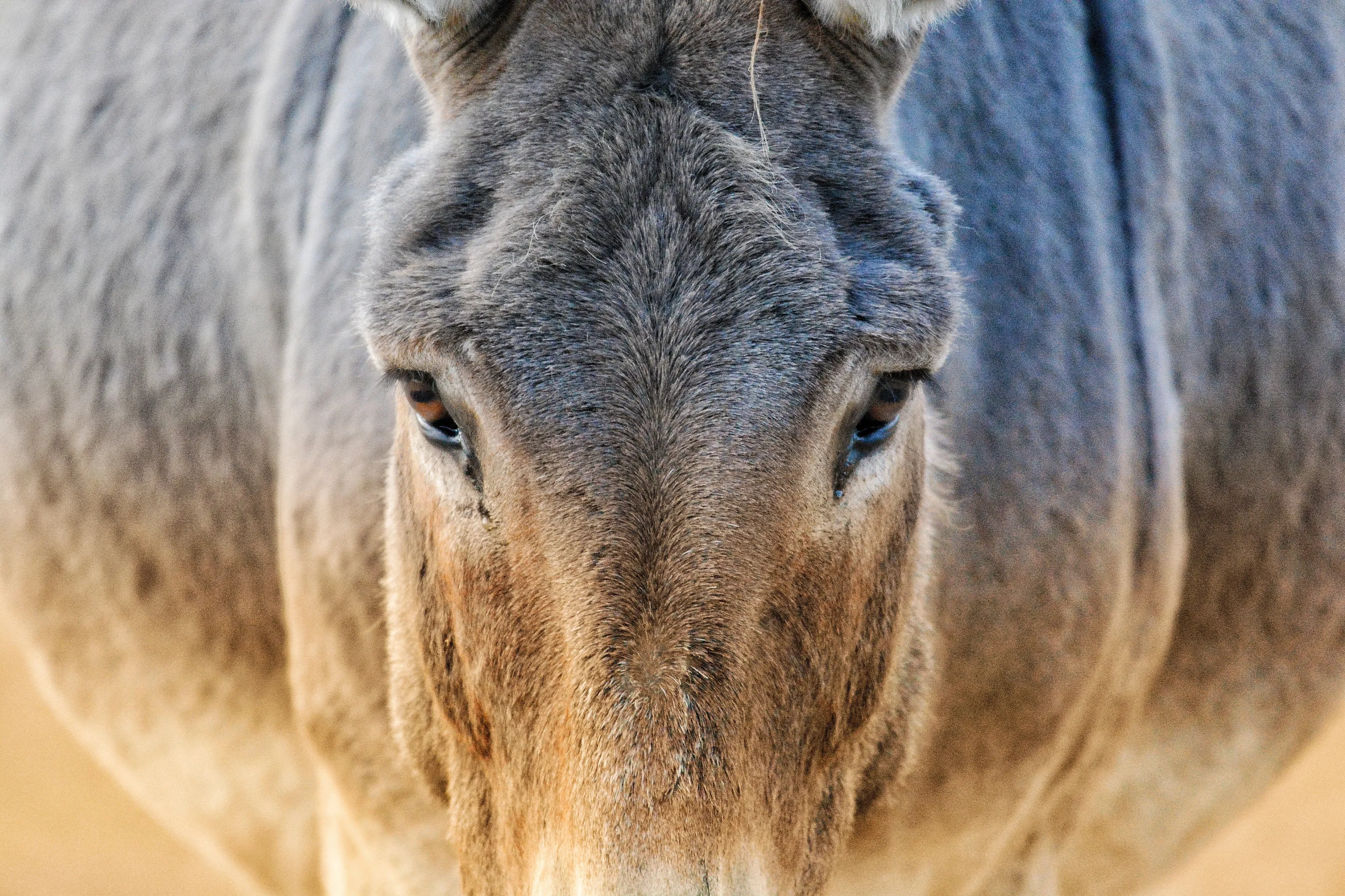 Donkey