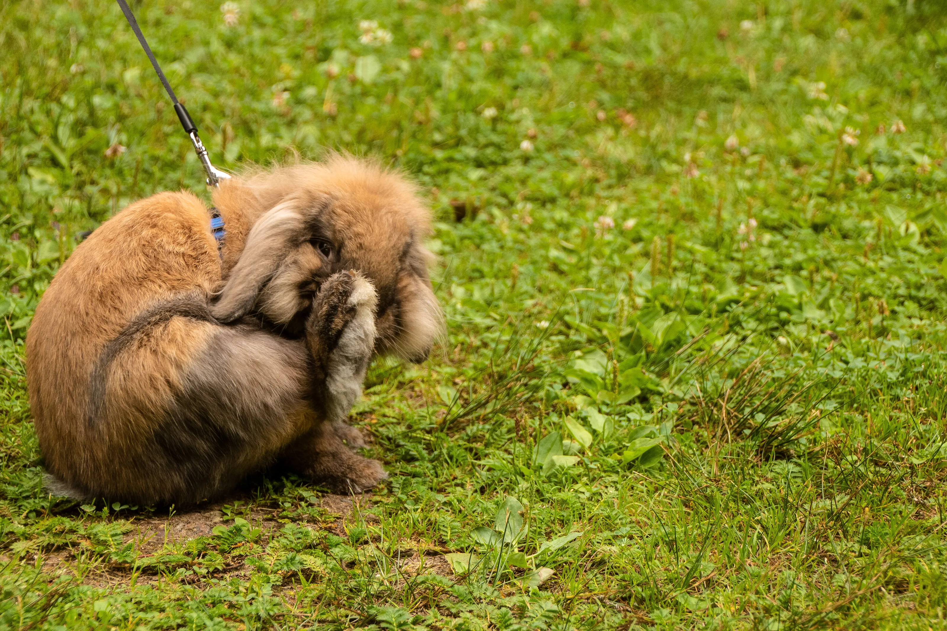 Pupsik the bunny