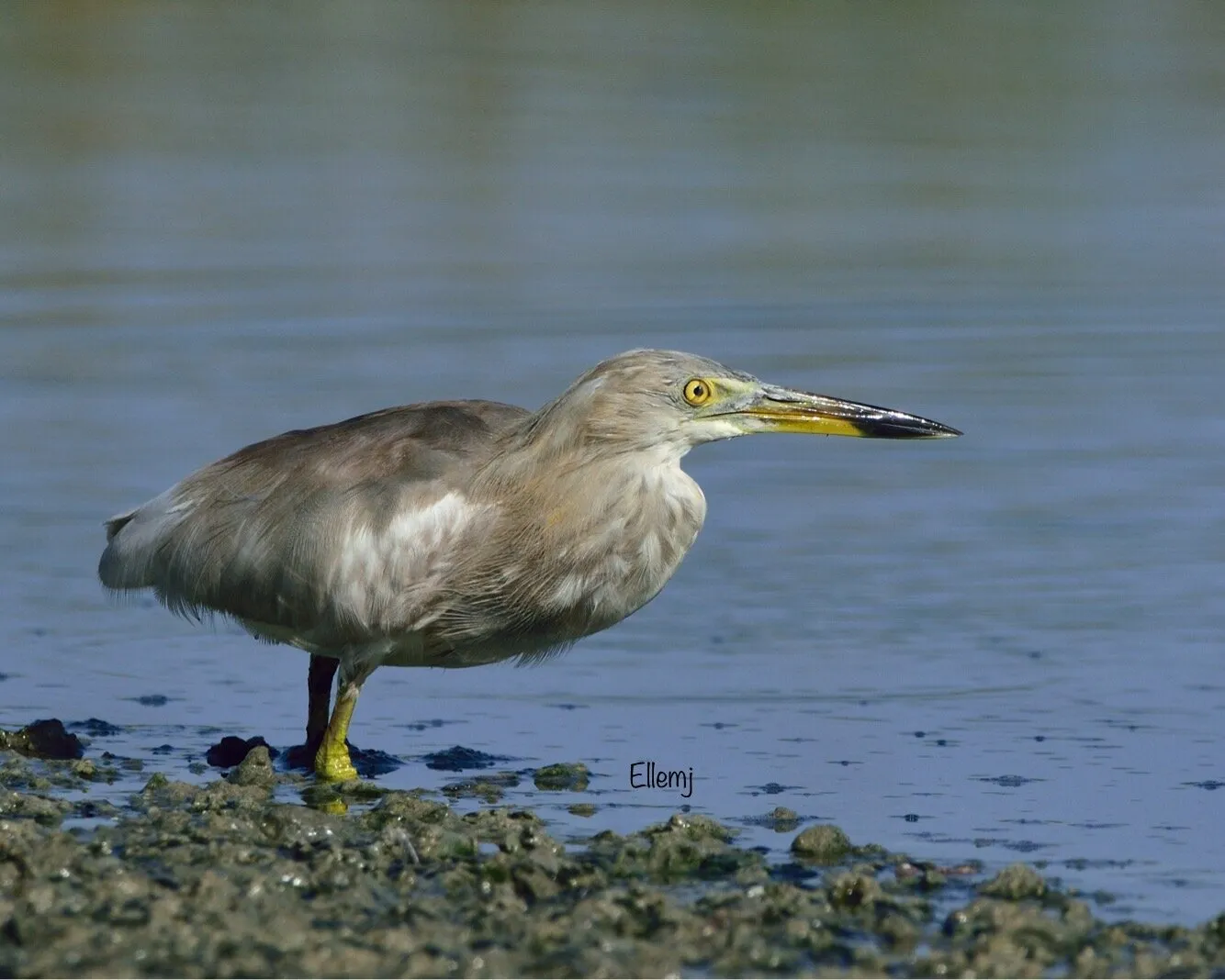 Indian Pond Heron