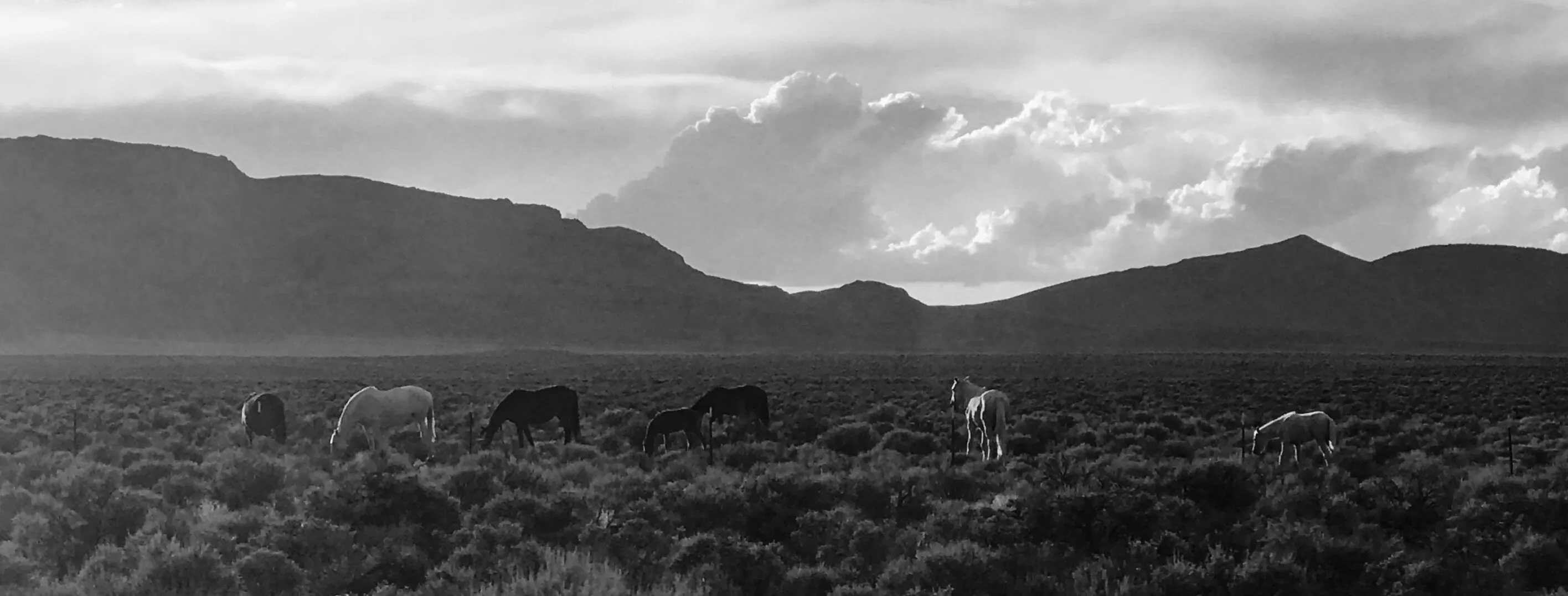 Wild horses