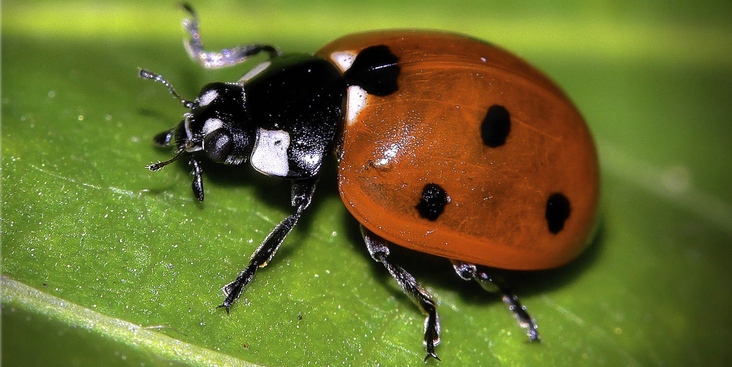 LADYBUG
