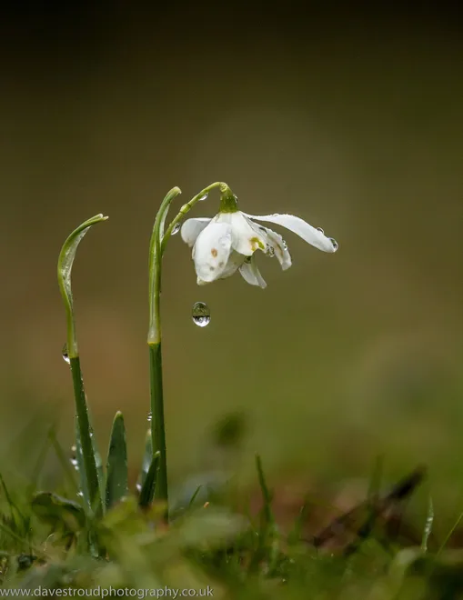Snowdrop Drip