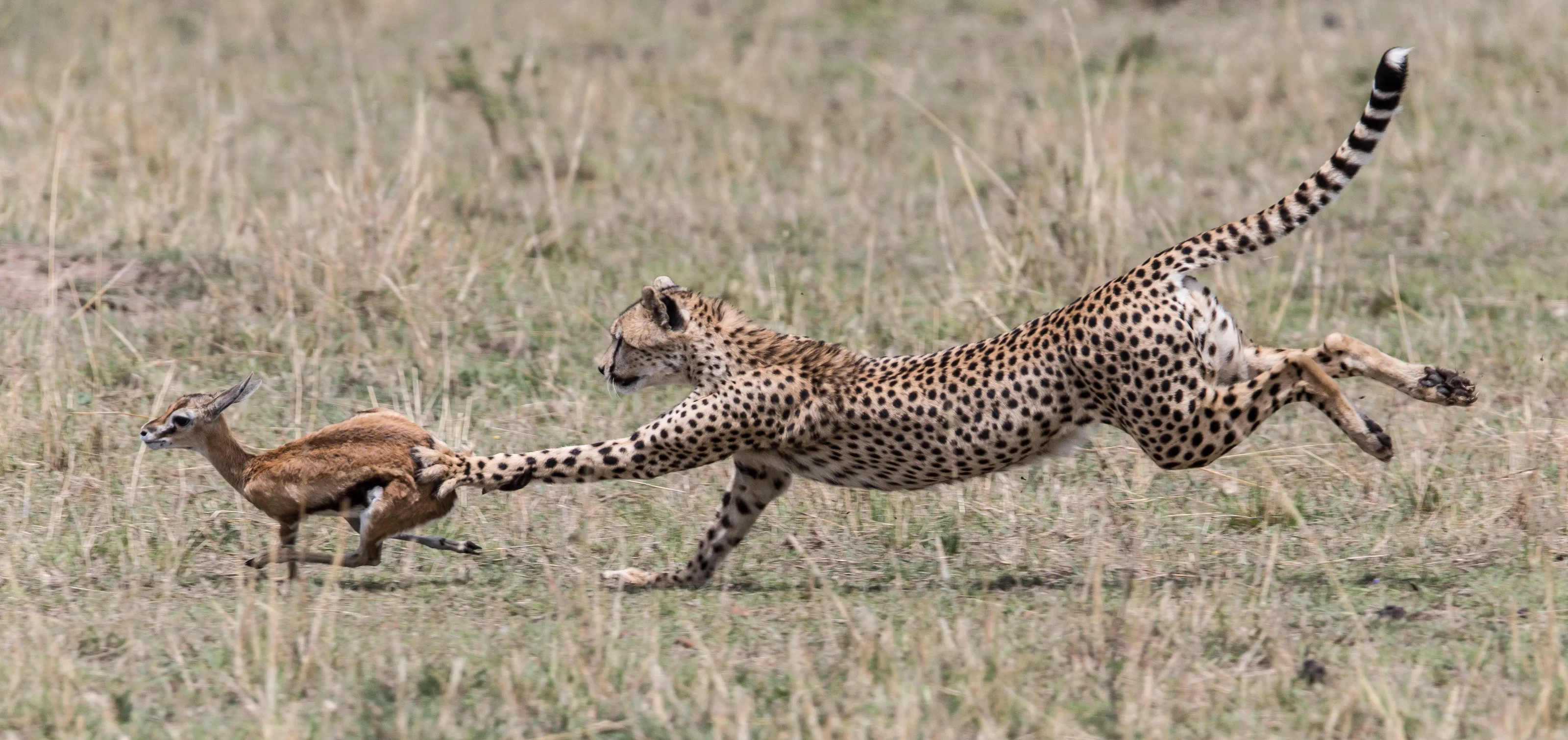 Cheetah kill