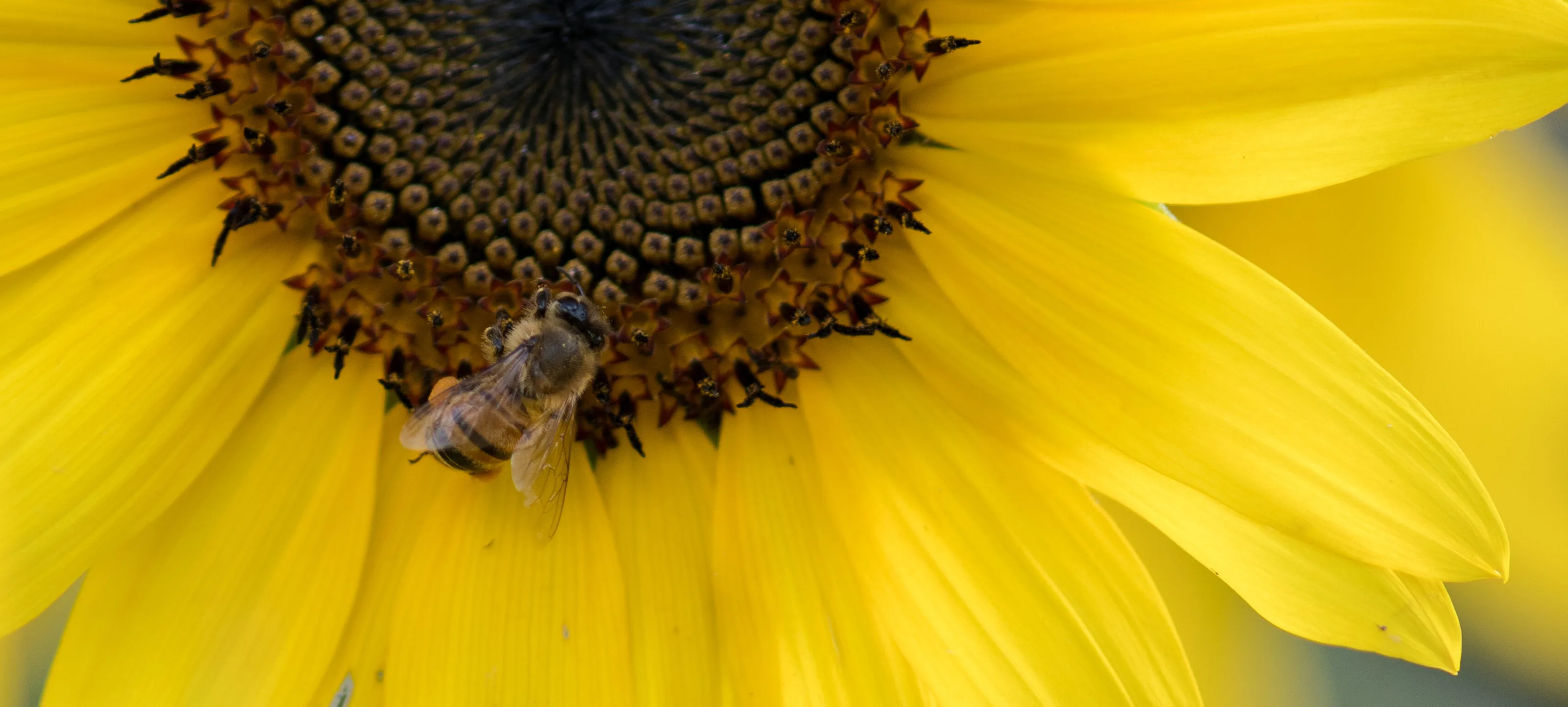 Bumble Bee on Sunflower in the Community Garden