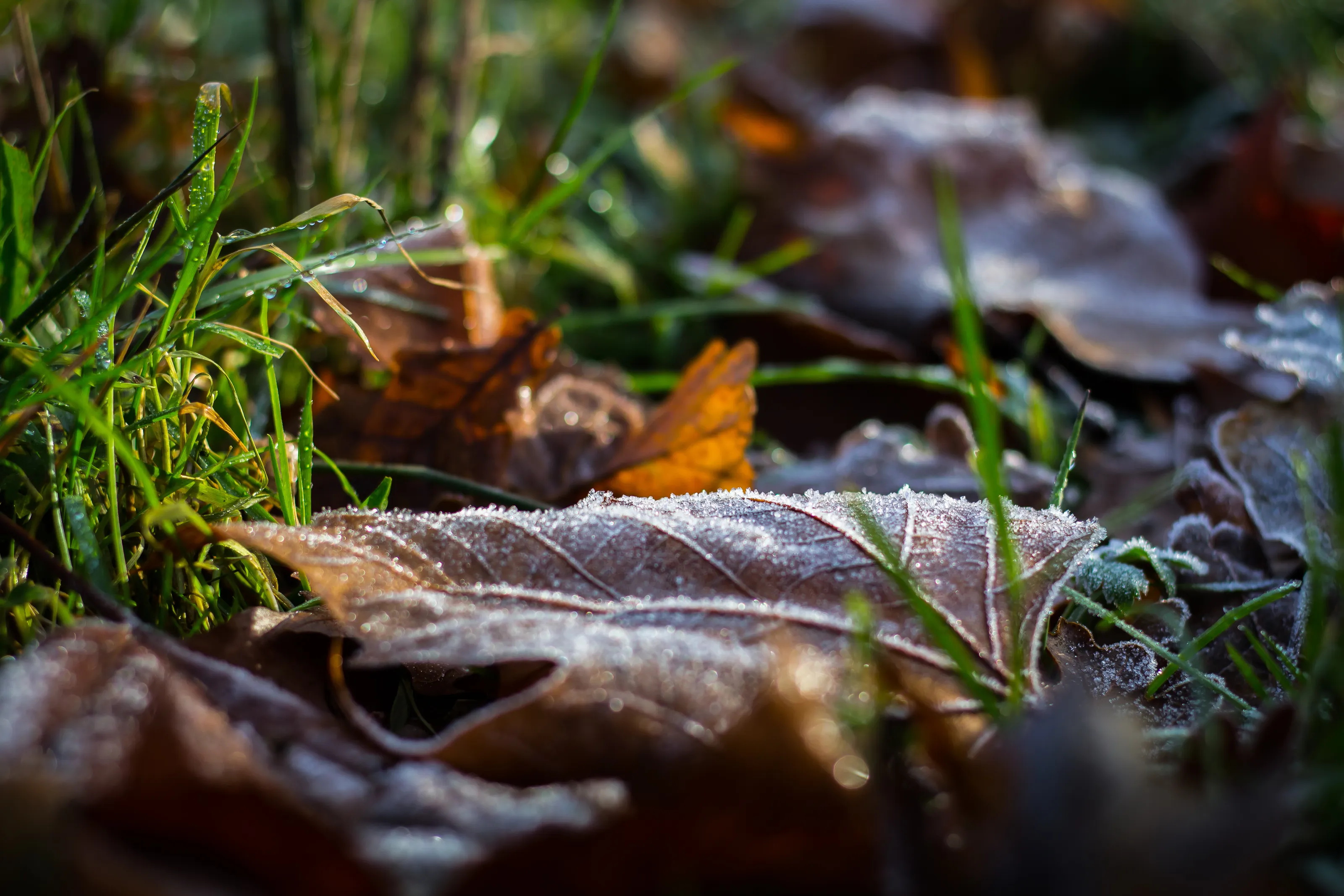 A touch of frost