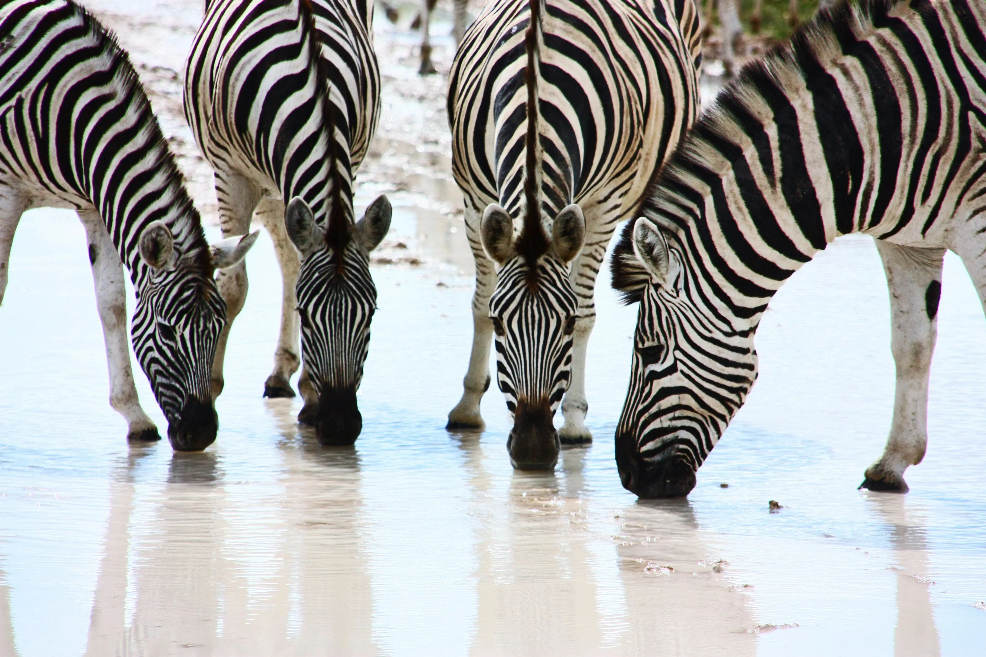 Zebras Drinking water after long drought