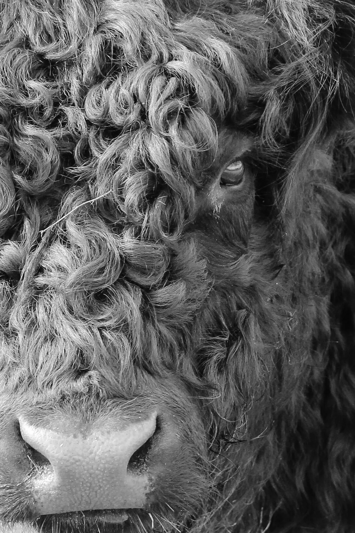 Cattle - Galloway