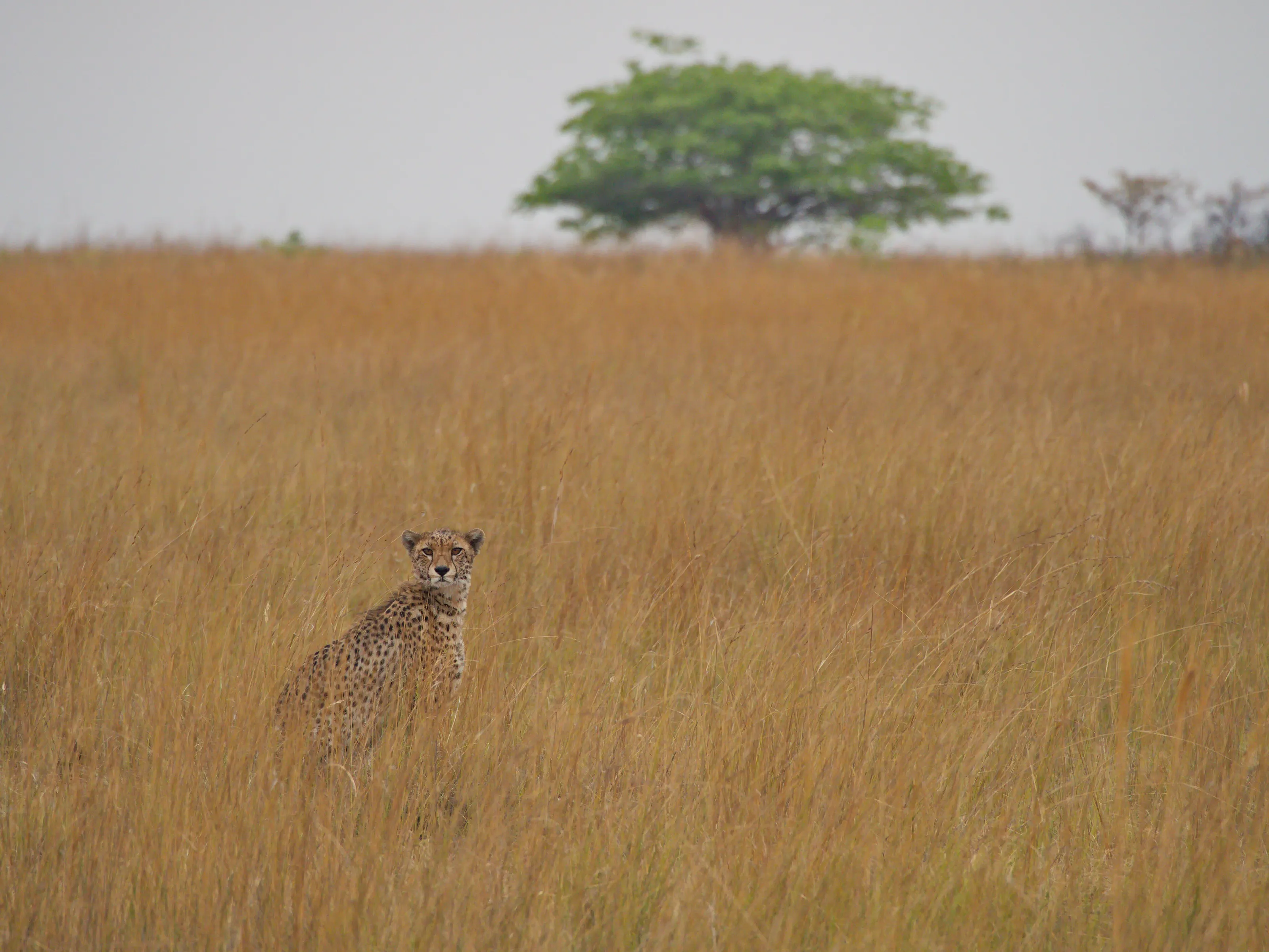 Hunting for dinner