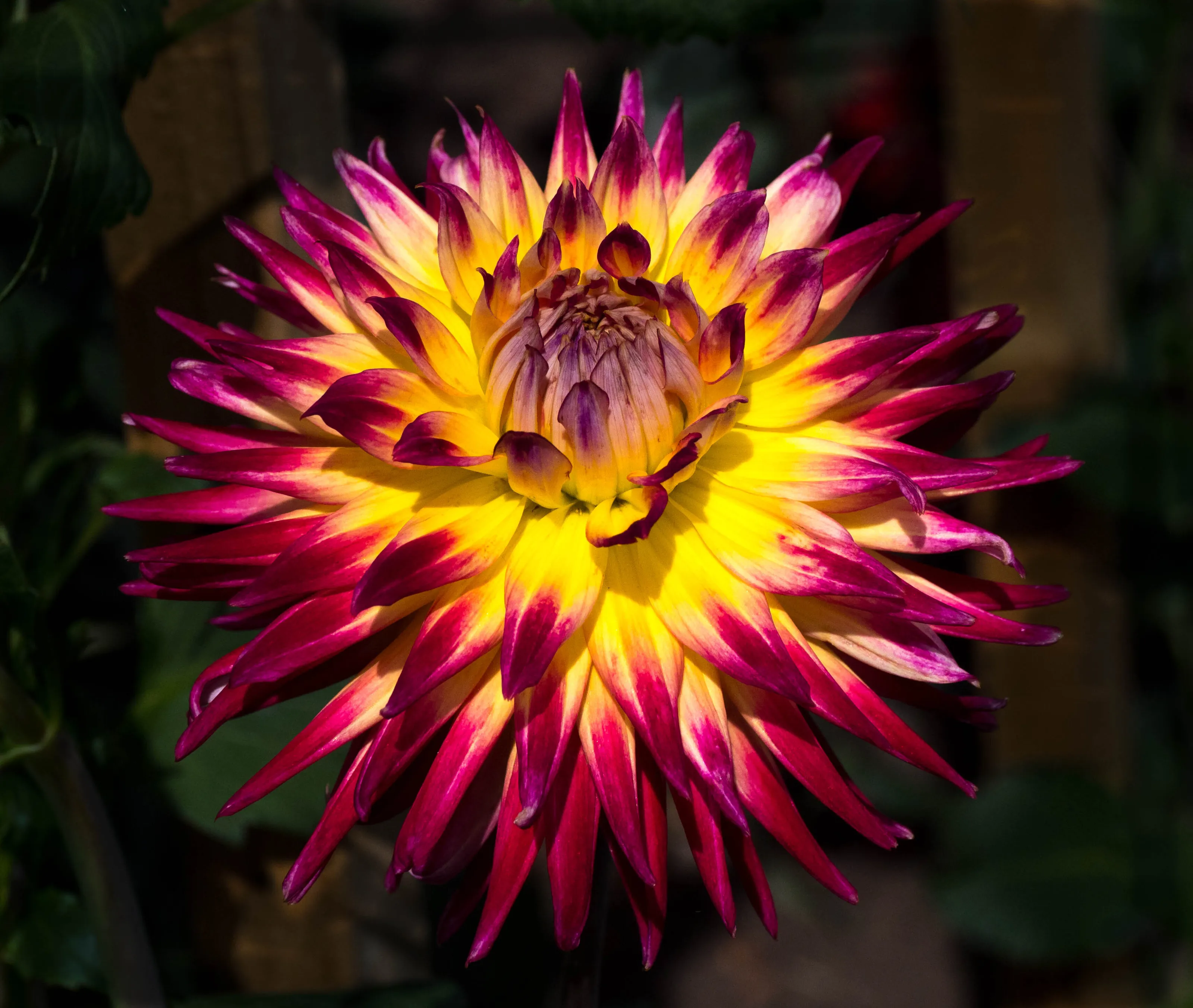 Dahlia in Valley Gardens