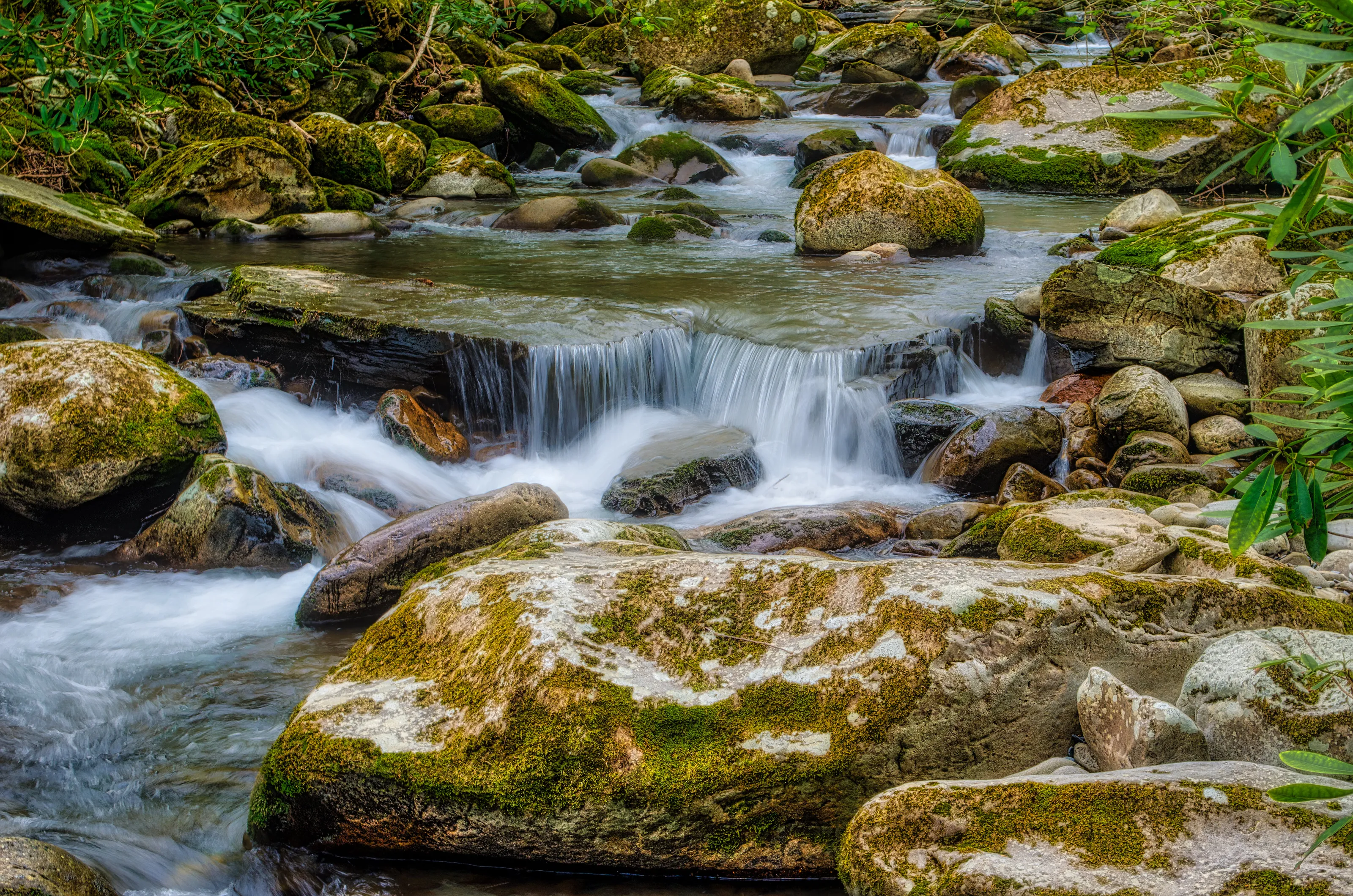 Creek in the Great Smoky Mountains