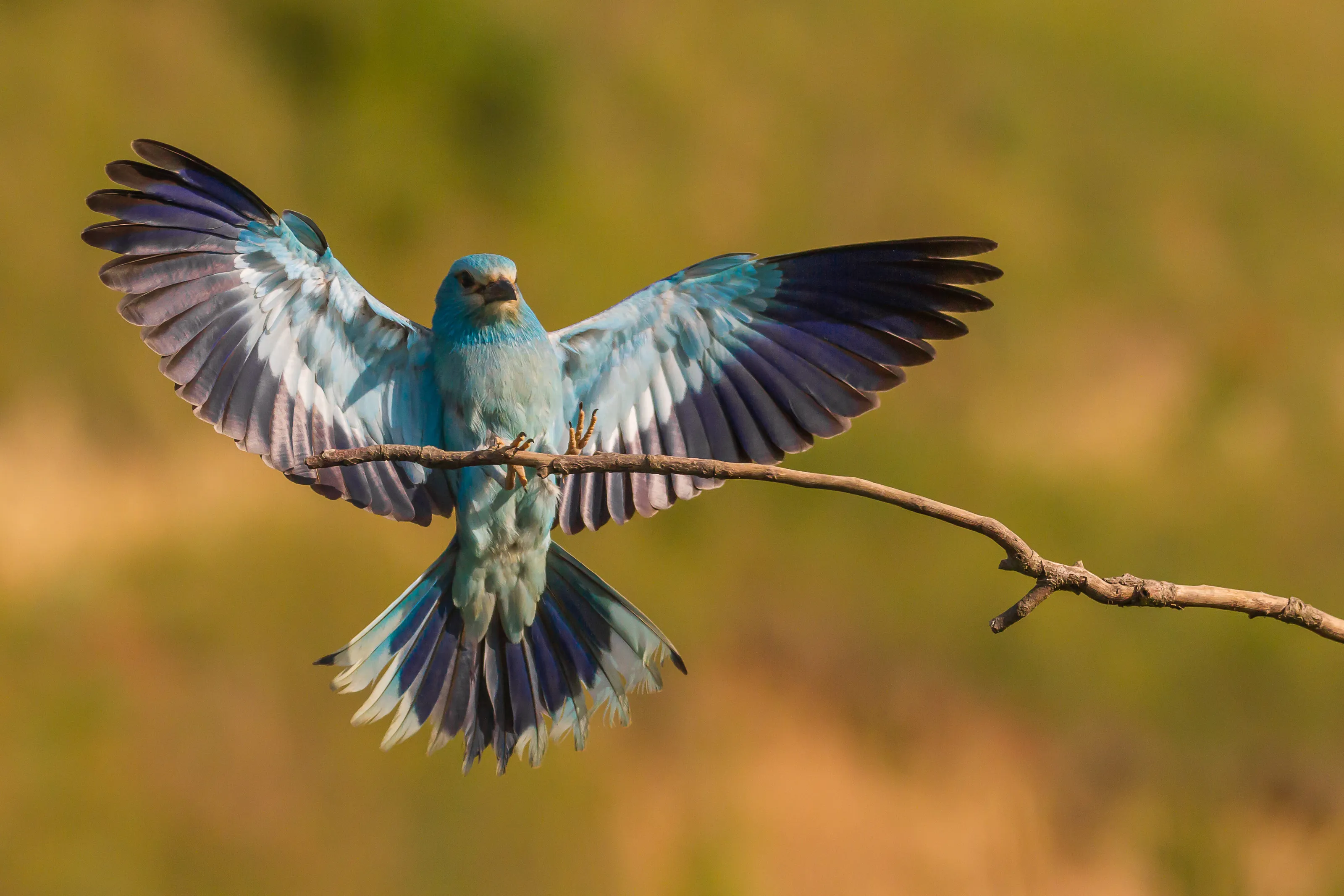 Blue hugs