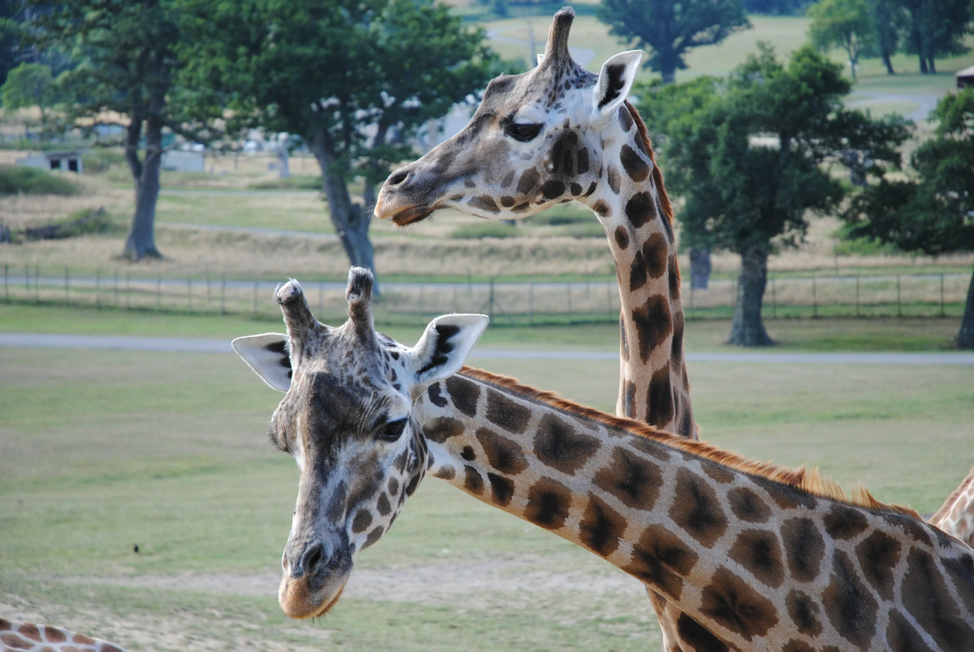Giraffes