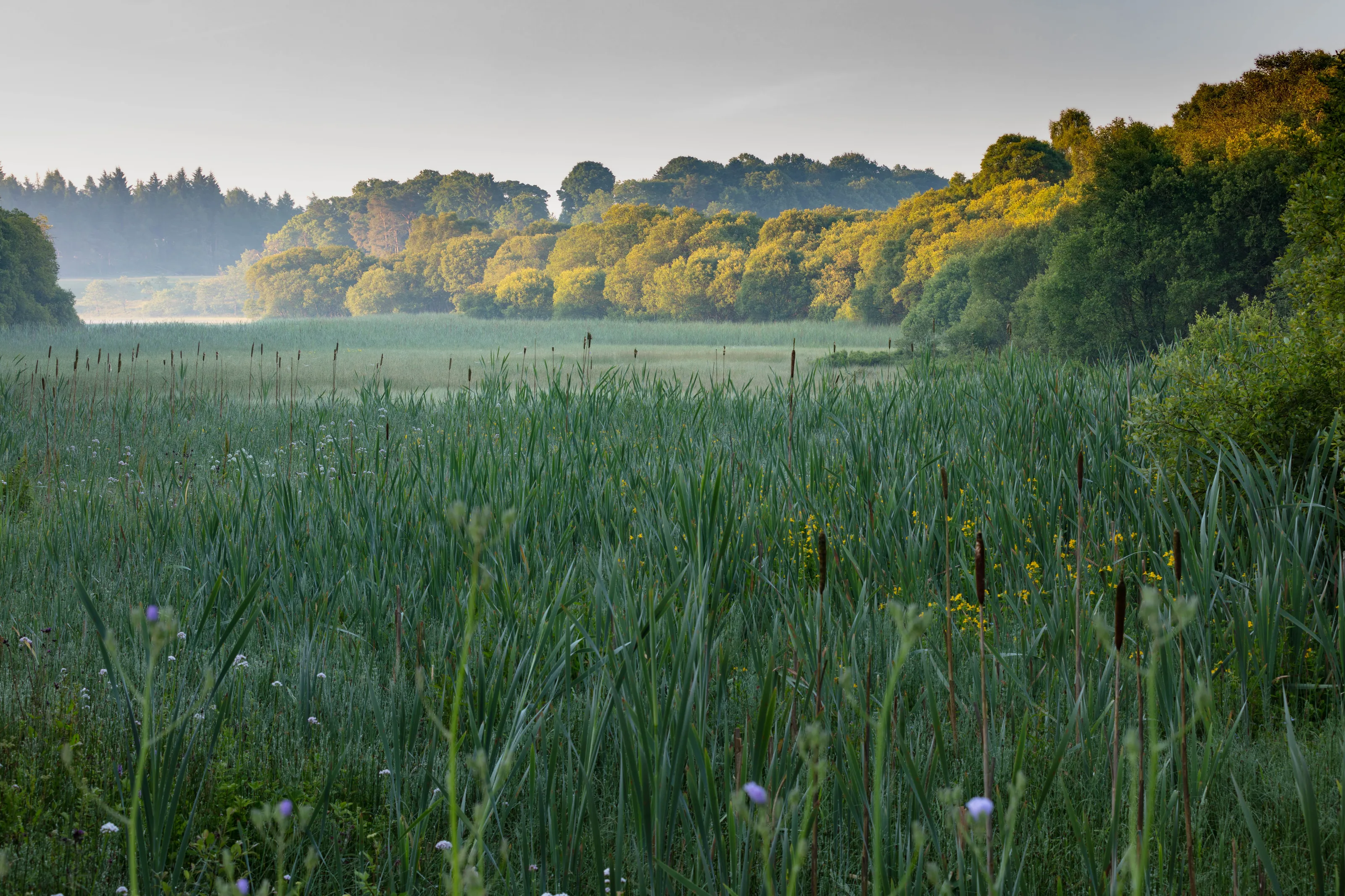 Bullrushes, Bogs and all before Breakfast