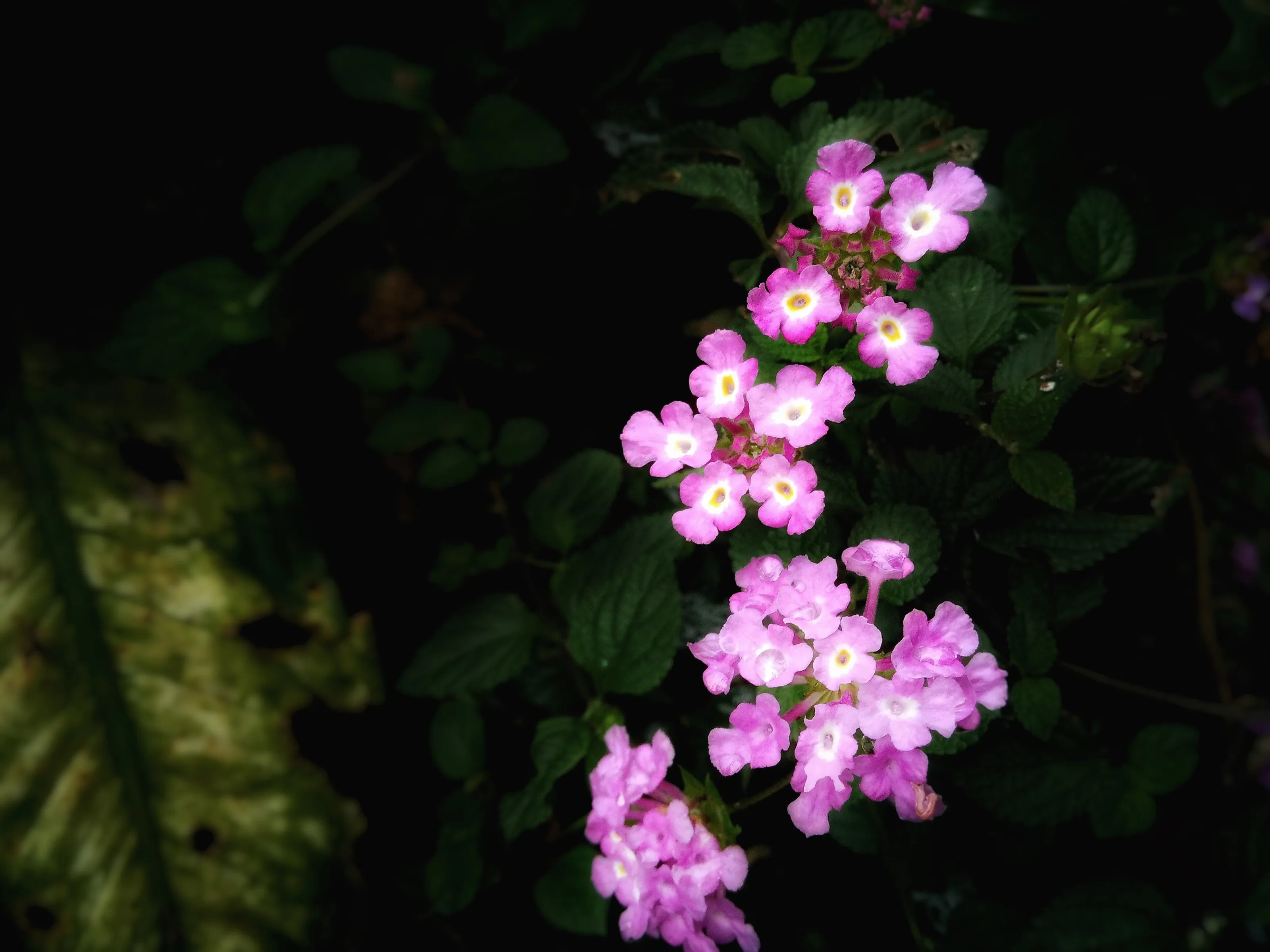 little pink flowers smiling on a rainy day