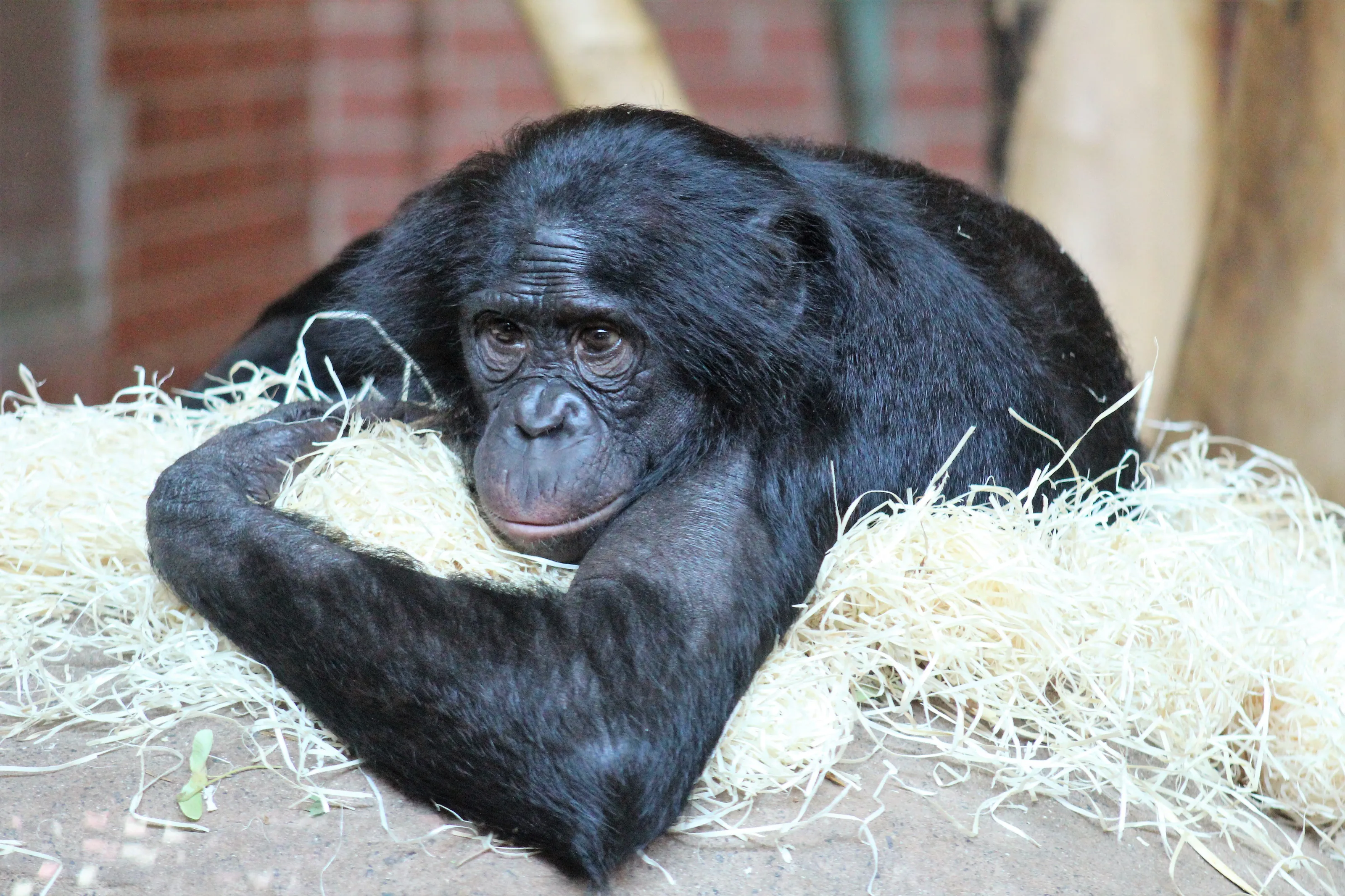 Bonobo